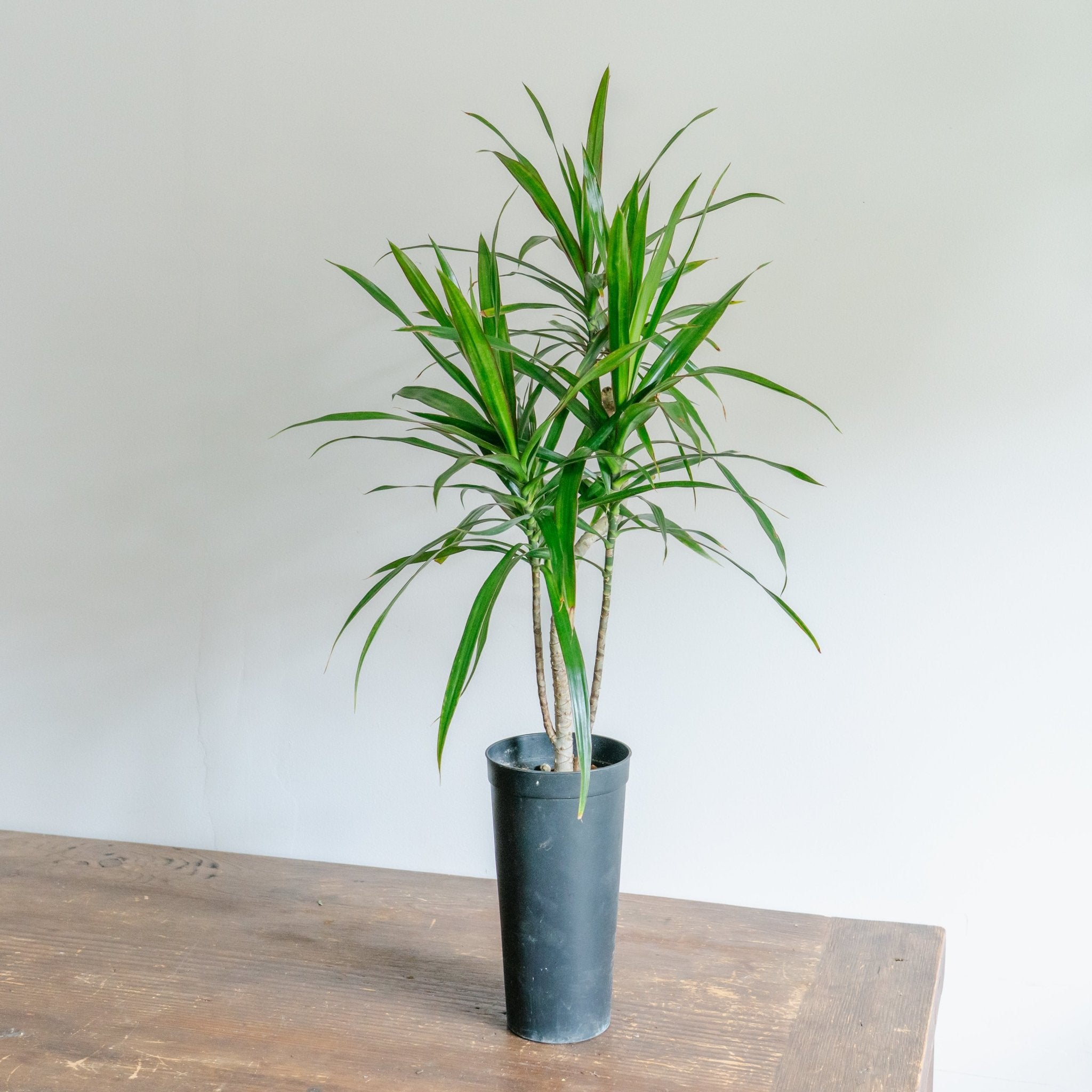 ドラセナ ナビーをオーダーするならFlower&Plants tette │ 「手から手へ、想いを運ぶフラワーショップ」【板橋駅徒歩4分】【熟練フローリスト夫婦が運営】【最短2営業日で発送】【24時間365日注文OK】【ギフトは3300円〜】フラワーギフトを手から手へ、想いを込めたブーケやアレンジメントで大切な人に感謝と愛情を。シーンや用途に合わせて選びやすい豊富な種