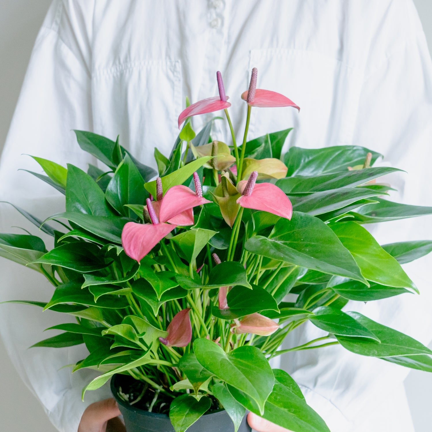 アンスリウム ローズをオーダーするならFlower&Plants tette │ 「手から手へ、想いを運ぶフラワーショップ」【板橋駅徒歩4分】【熟練フローリスト夫婦が運営】【最短2営業日で発送】【24時間365日注文OK】【ギフトは3300円〜】フラワーギフトを手から手へ、想いを込めたブーケやアレンジメントで大切な人に感謝と愛情を。シーンや用途に合わせて選びやすい豊富な種