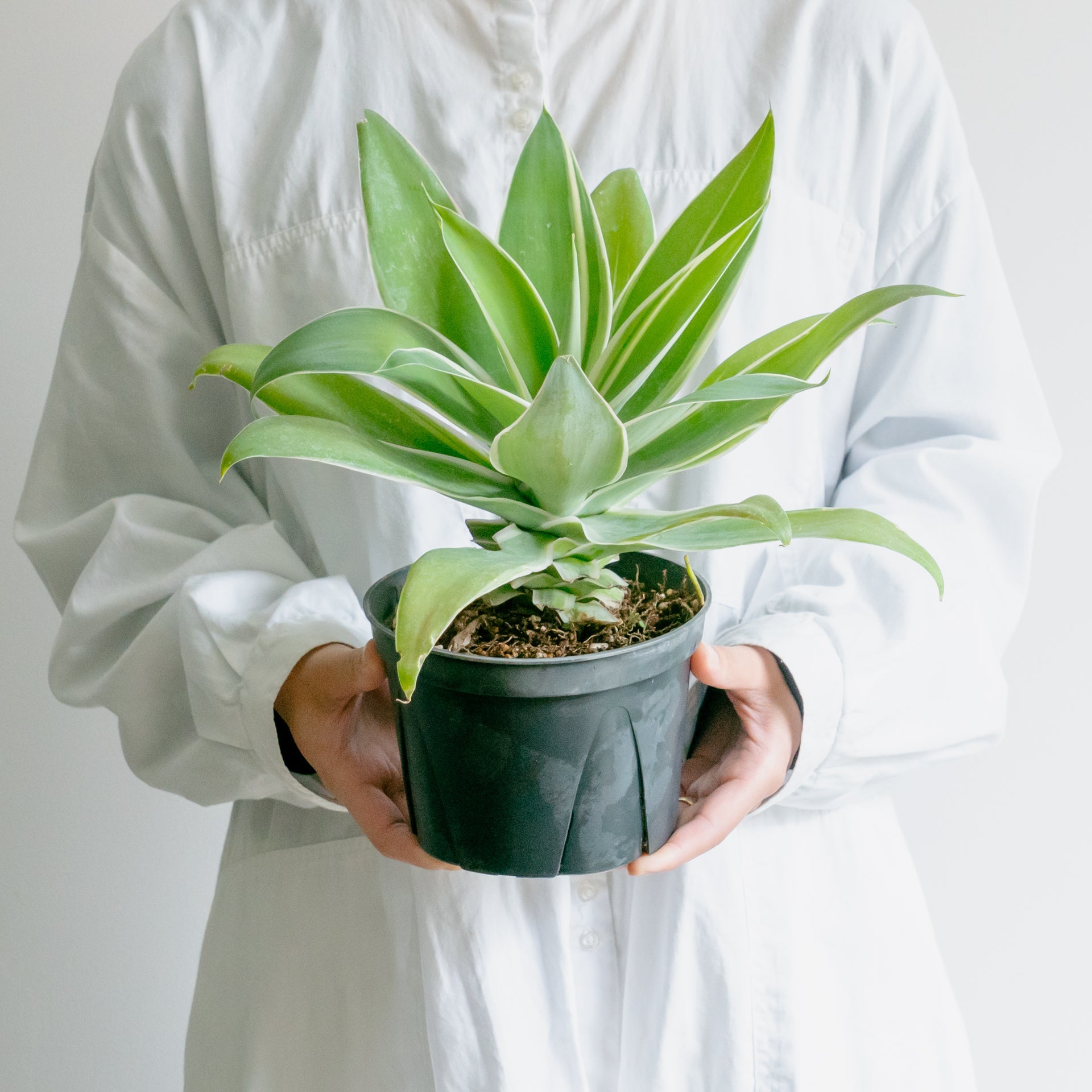 アガベ アテナータをオーダーするならFlower&Plants tette │ 「手から手へ、想いを運ぶフラワーショップ」【板橋駅徒歩4分】【熟練フローリスト夫婦が運営】【最短2営業日で発送】【24時間365日注文OK】【ギフトは3300円〜】フラワーギフトを手から手へ、想いを込めたブーケやアレンジメントで大切な人に感謝と愛情を。シーンや用途に合わせて選びやすい豊富な種