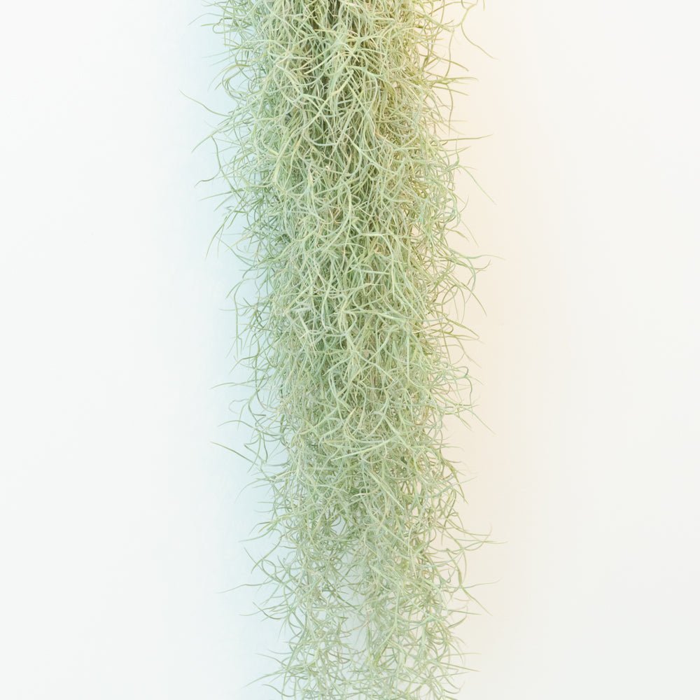 ウスネオイデスをオーダーするならFlower&Plants tette │ 「手から手へ、想いを運ぶフラワーショップ」【板橋駅徒歩4分】【熟練フローリスト夫婦が運営】【最短2営業日で発送】【24時間365日注文OK】【ギフトは3300円〜】フラワーギフトを手から手へ、想いを込めたブーケやアレンジメントで大切な人に感謝と愛情を。シーンや用途に合わせて選びやすい豊富な種