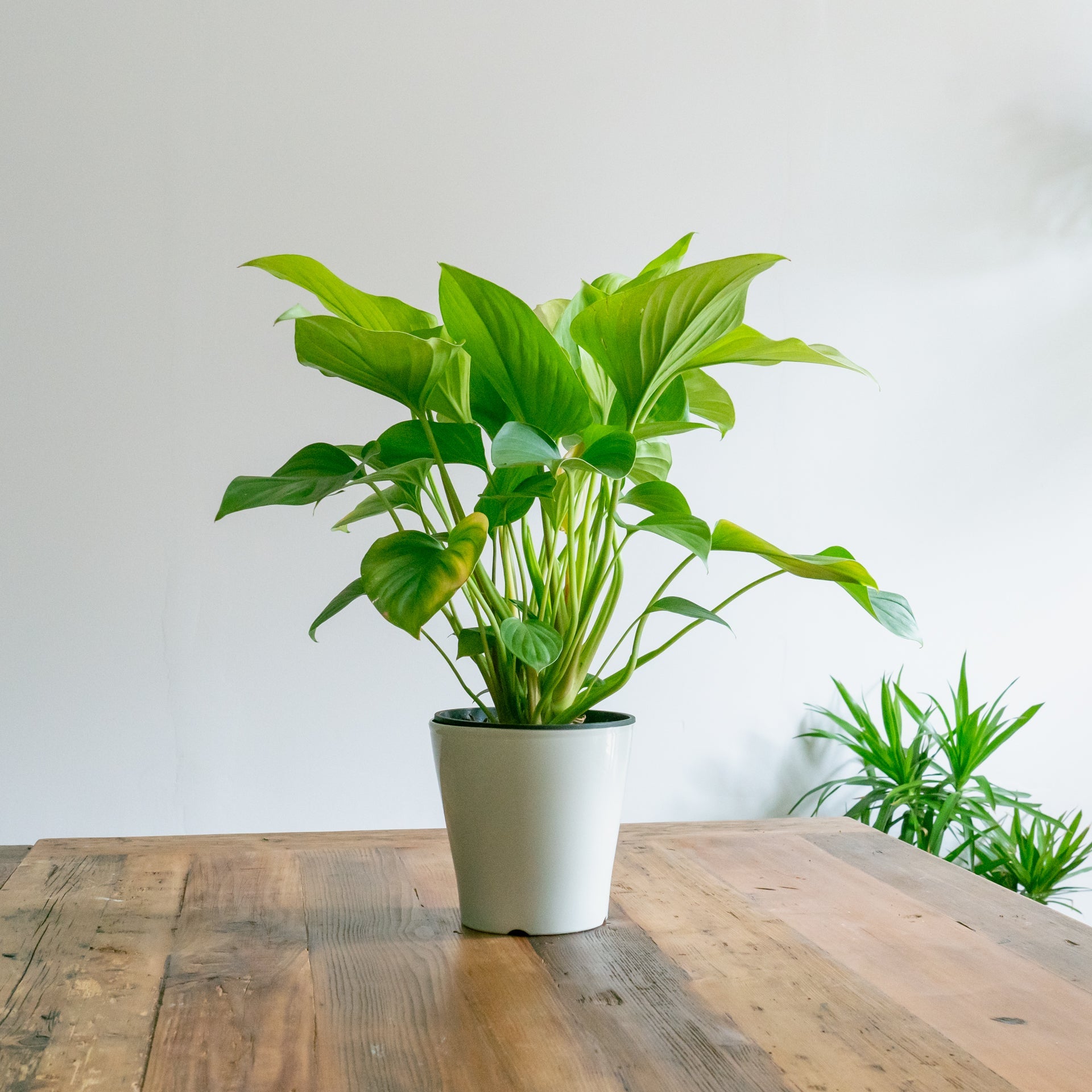 ホマロメナサンシャインジェムをオーダーするならFlower&Plants tette │ 「手から手へ、想いを運ぶフラワーショップ」【板橋駅徒歩4分】【熟練フローリスト夫婦が運営】【最短2営業日で発送】【24時間365日注文OK】【ギフトは3300円〜】フラワーギフトを手から手へ、想いを込めたブーケやアレンジメントで大切な人に感謝と愛情を。シーンや用途に合わせて選びやすい豊富な種