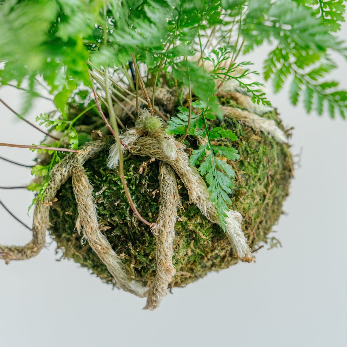 トキワシノブ苔玉をオーダーするならFlower&Plants tette │ 「手から手へ、想いを運ぶフラワーショップ」【板橋駅徒歩4分】【熟練フローリスト夫婦が運営】【最短2営業日で発送】【24時間365日注文OK】【ギフトは3300円〜】フラワーギフトを手から手へ、想いを込めたブーケやアレンジメントで大切な人に感謝と愛情を。シーンや用途に合わせて選びやすい豊富な種
