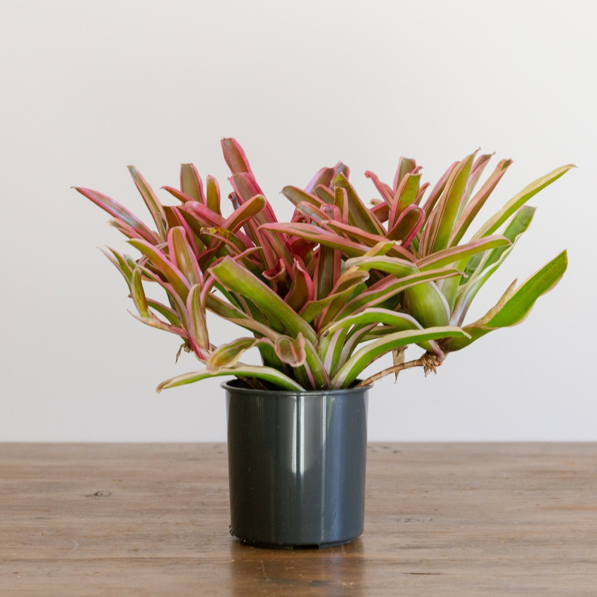 ネオレゲリア・ファイアーボールをオーダーするならFlower&Plants tette │ 「手から手へ、想いを運ぶフラワーショップ」【板橋駅徒歩4分】【熟練フローリスト夫婦が運営】【最短2営業日で発送】【24時間365日注文OK】【ギフトは3300円〜】フラワーギフトを手から手へ、想いを込めたブーケやアレンジメントで大切な人に感謝と愛情を。シーンや用途に合わせて選びやすい豊富な種