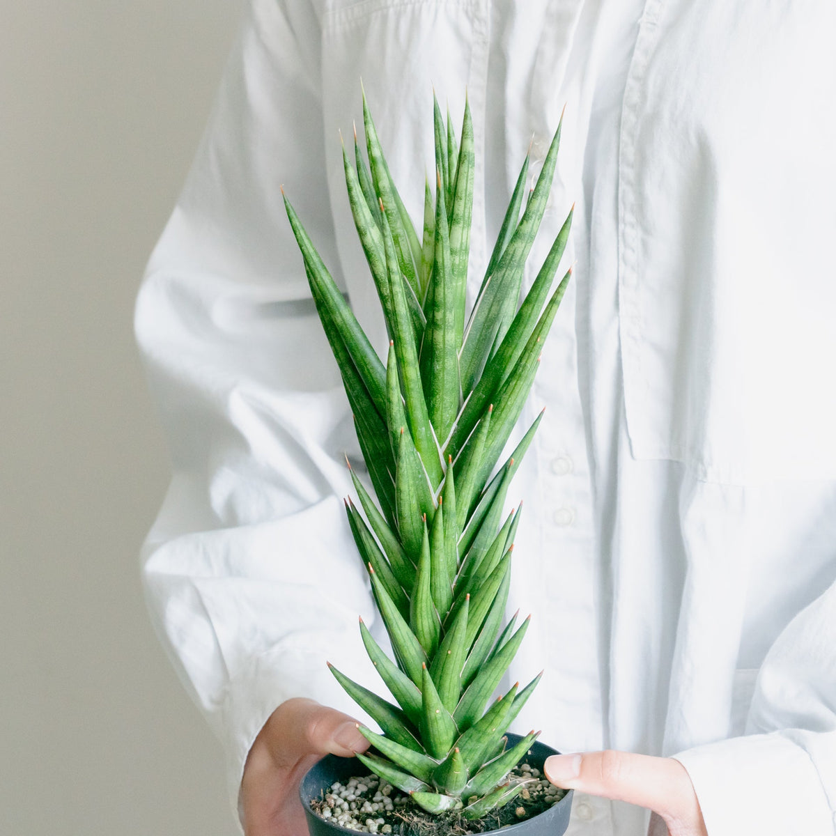 サンスベリア フランシンをオーダーするならFlower&Plants tette │ 「手から手へ、想いを運ぶフラワーショップ」【板橋駅徒歩4分】【熟練フローリスト夫婦が運営】【最短2営業日で発送】【24時間365日注文OK】【ギフトは3300円〜】フラワーギフトを手から手へ、想いを込めたブーケやアレンジメントで大切な人に感謝と愛情を。シーンや用途に合わせて選びやすい豊富な種
