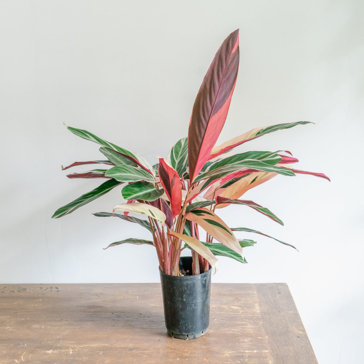 カラテア トリオスターをオーダーするならFlower&Plants tette │ 「手から手へ、想いを運ぶフラワーショップ」【板橋駅徒歩4分】【熟練フローリスト夫婦が運営】【最短2営業日で発送】【24時間365日注文OK】【ギフトは3300円〜】フラワーギフトを手から手へ、想いを込めたブーケやアレンジメントで大切な人に感謝と愛情を。シーンや用途に合わせて選びやすい豊富な種