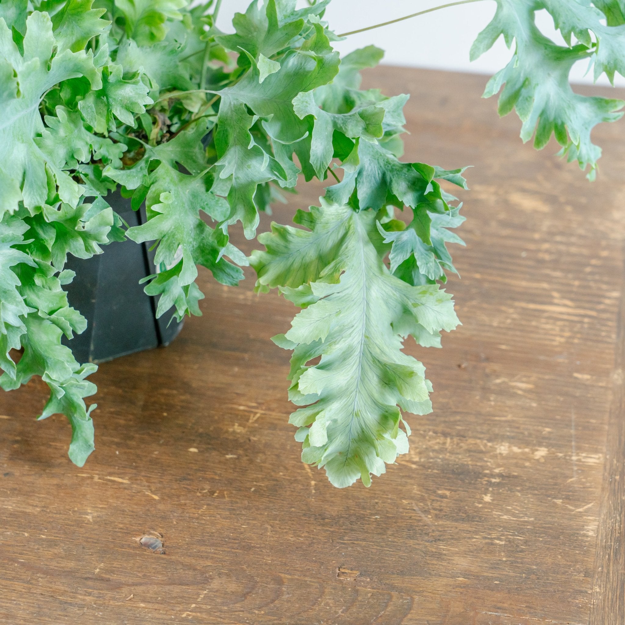 フレボディウムダバナをオーダーするならFlower&Plants tette │ 「手から手へ、想いを運ぶフラワーショップ」【板橋駅徒歩4分】【熟練フローリスト夫婦が運営】【最短2営業日で発送】【24時間365日注文OK】【ギフトは3300円〜】フラワーギフトを手から手へ、想いを込めたブーケやアレンジメントで大切な人に感謝と愛情を。シーンや用途に合わせて選びやすい豊富な種