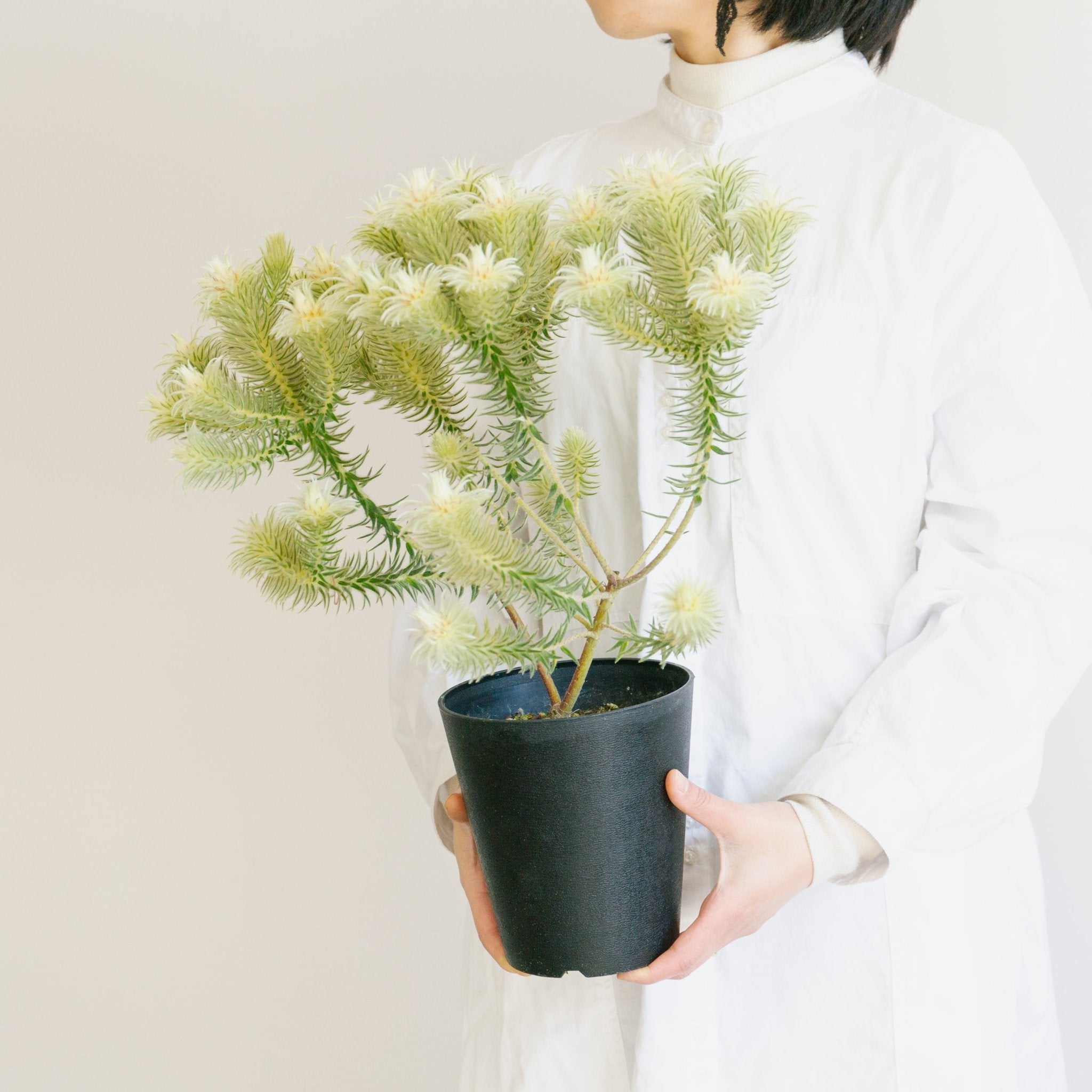 フィリカをオーダーするならFlower&Plants tette │ 「手から手へ、想いを運ぶフラワーショップ」【板橋駅徒歩4分】【熟練フローリスト夫婦が運営】【最短2営業日で発送】【24時間365日注文OK】【ギフトは3300円〜】フラワーギフトを手から手へ、想いを込めたブーケやアレンジメントで大切な人に感謝と愛情を。シーンや用途に合わせて選びやすい豊富な種