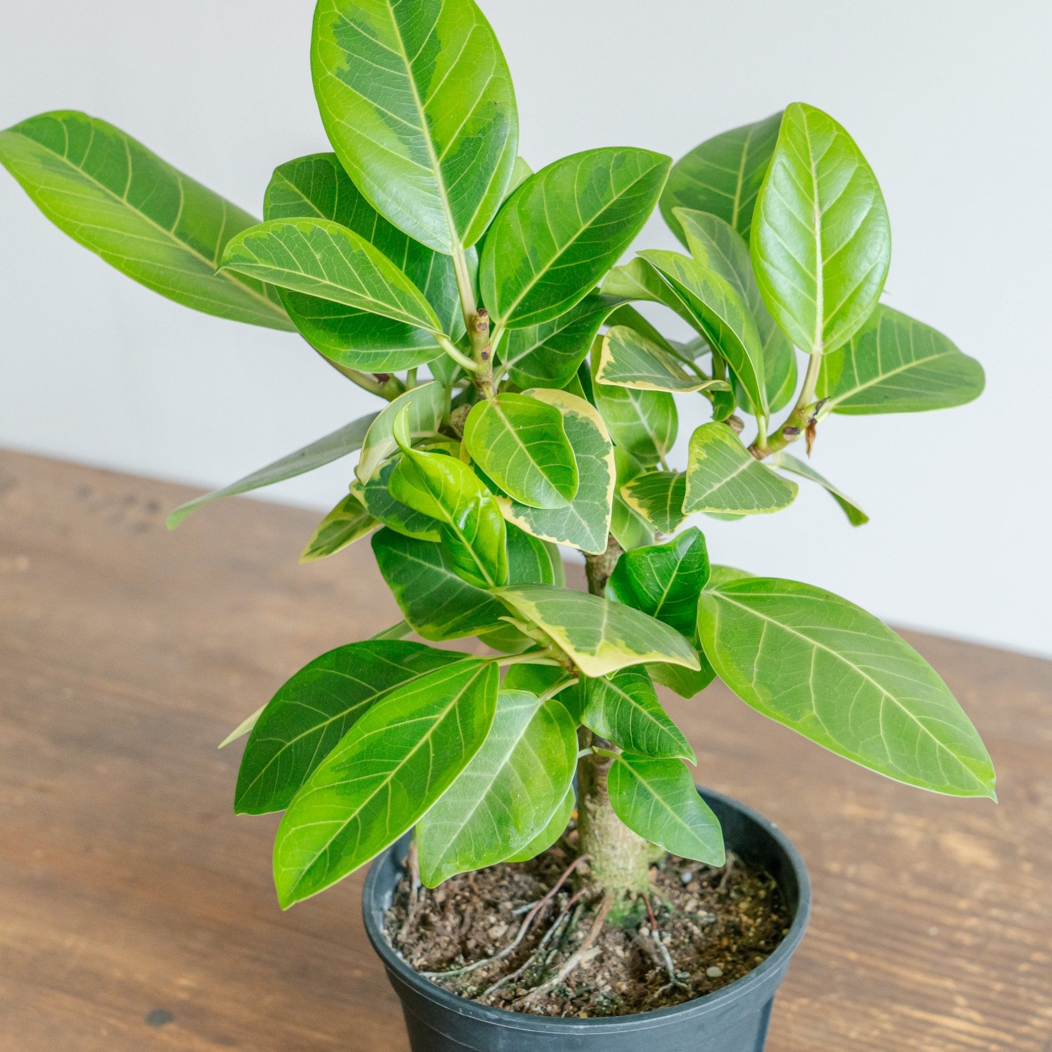 フィカス アルテシマをオーダーするならFlower&Plants tette │ 「手から手へ、想いを運ぶフラワーショップ」【板橋駅徒歩4分】【熟練フローリスト夫婦が運営】【最短2営業日で発送】【24時間365日注文OK】【ギフトは3300円〜】フラワーギフトを手から手へ、想いを込めたブーケやアレンジメントで大切な人に感謝と愛情を。シーンや用途に合わせて選びやすい豊富な種