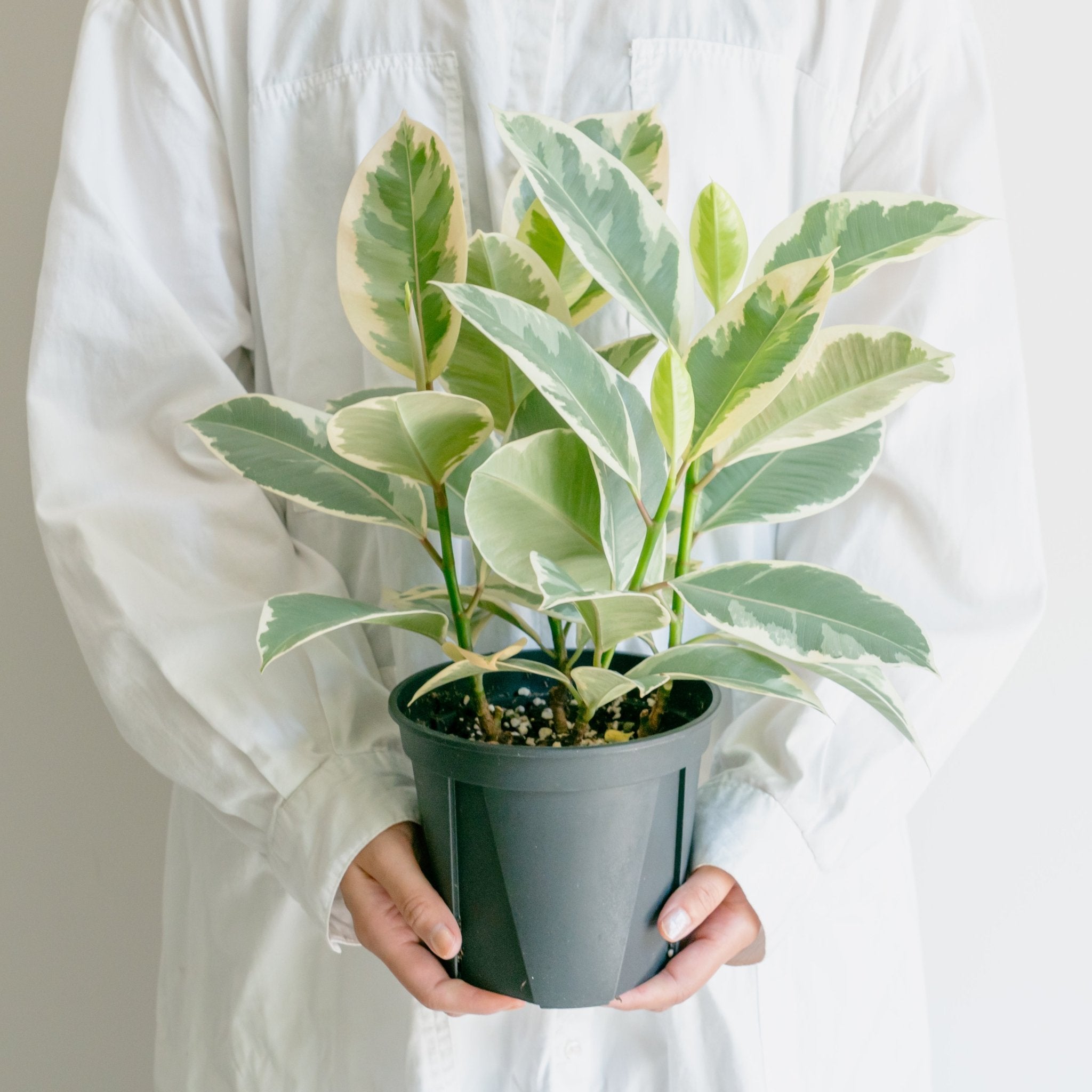 フィカス ティネケをオーダーするならFlower&Plants tette │ 「手から手へ、想いを運ぶフラワーショップ」【板橋駅徒歩4分】【熟練フローリスト夫婦が運営】【最短2営業日で発送】【24時間365日注文OK】【ギフトは3300円〜】フラワーギフトを手から手へ、想いを込めたブーケやアレンジメントで大切な人に感謝と愛情を。シーンや用途に合わせて選びやすい豊富な種