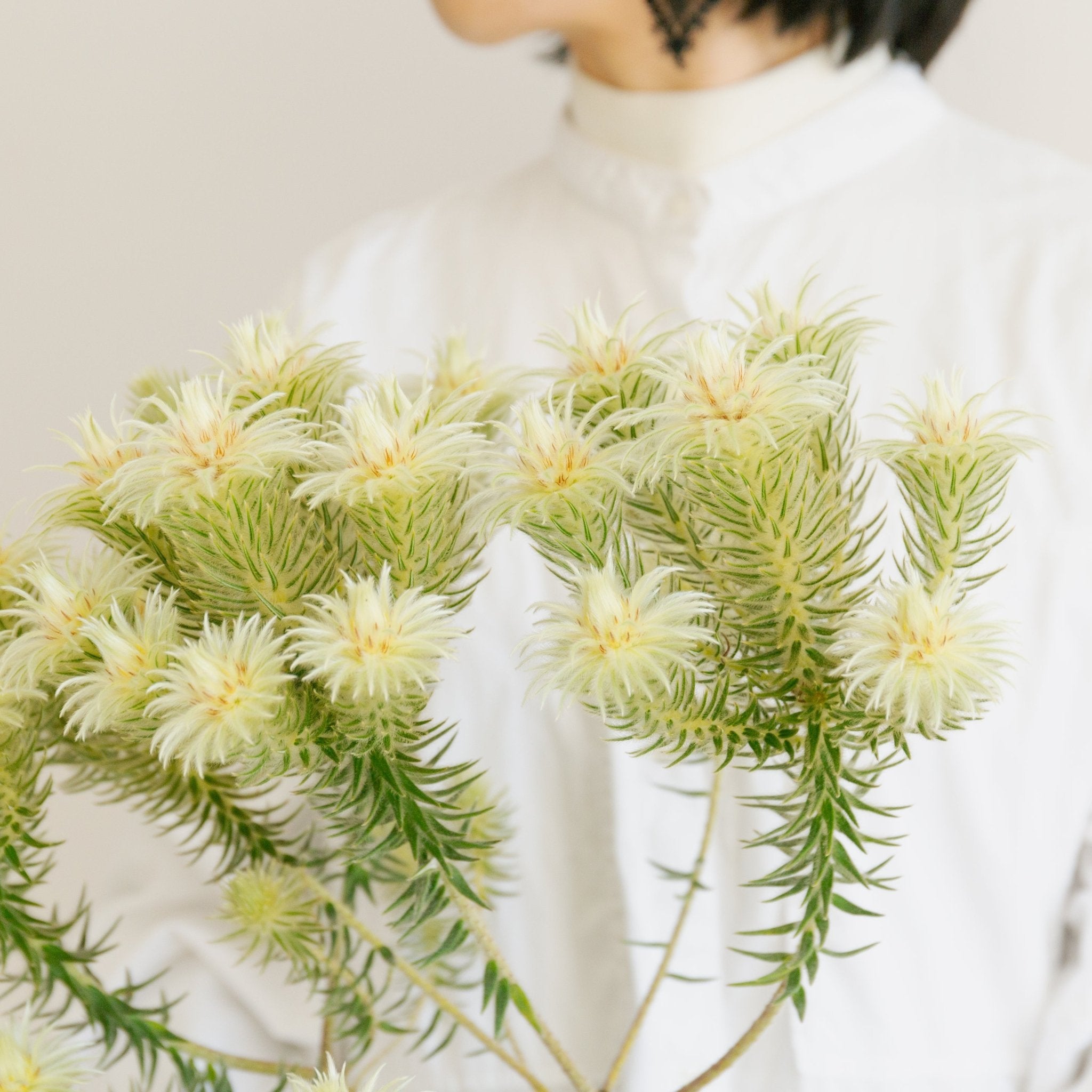 フィリカをオーダーするならFlower&Plants tette │ 「手から手へ、想いを運ぶフラワーショップ」【板橋駅徒歩4分】【熟練フローリスト夫婦が運営】【最短2営業日で発送】【24時間365日注文OK】【ギフトは3300円〜】フラワーギフトを手から手へ、想いを込めたブーケやアレンジメントで大切な人に感謝と愛情を。シーンや用途に合わせて選びやすい豊富な種