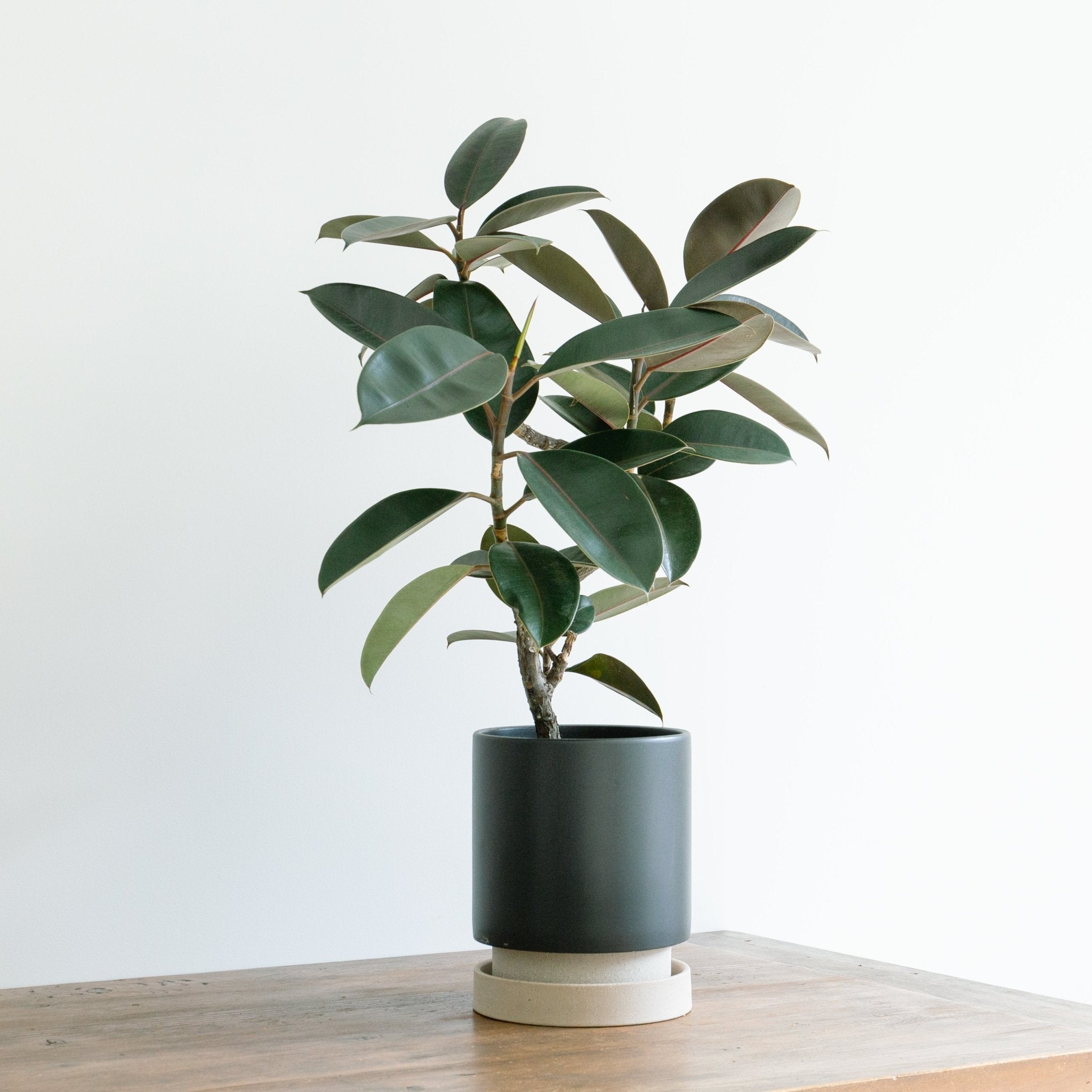 パラドックトールをオーダーするならFlower&Plants tette │ 「手から手へ、想いを運ぶフラワーショップ」【板橋駅徒歩4分】【熟練フローリスト夫婦が運営】【最短2営業日で発送】【24時間365日注文OK】【ギフトは3300円〜】フラワーギフトを手から手へ、想いを込めたブーケやアレンジメントで大切な人に感謝と愛情を。シーンや用途に合わせて選びやすい豊富な種