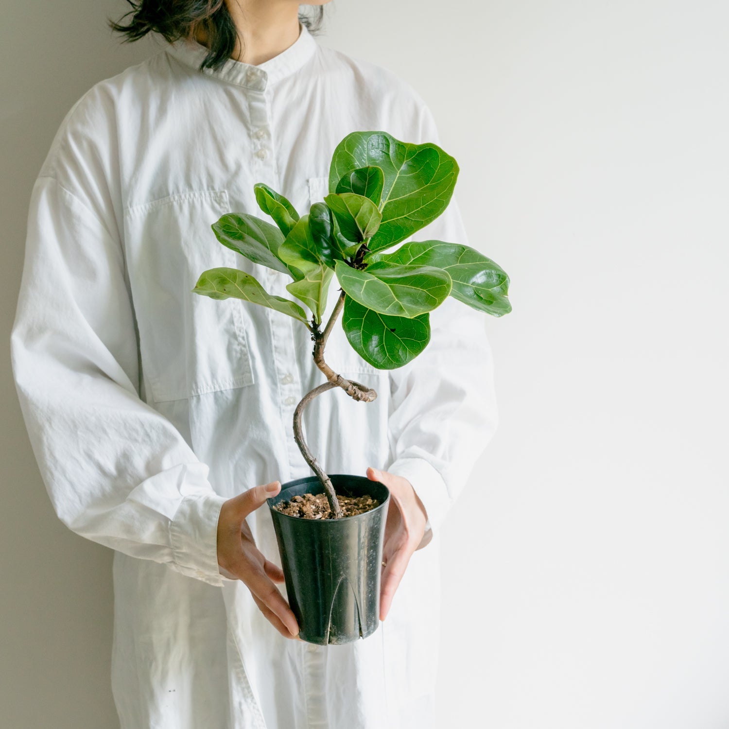 フィカス バンビーノをオーダーするならFlower&Plants tette │ 「手から手へ、想いを運ぶフラワーショップ」【板橋駅徒歩4分】【熟練フローリスト夫婦が運営】【最短2営業日で発送】【24時間365日注文OK】【ギフトは3300円〜】フラワーギフトを手から手へ、想いを込めたブーケやアレンジメントで大切な人に感謝と愛情を。シーンや用途に合わせて選びやすい豊富な種