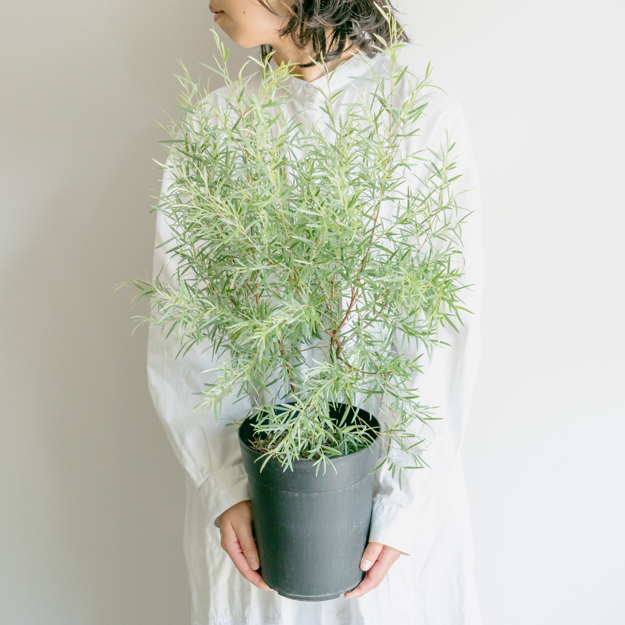 シルバーティーツリーをオーダーするならFlower&Plants tette │ 「手から手へ、想いを運ぶフラワーショップ」【板橋駅徒歩4分】【熟練フローリスト夫婦が運営】【最短2営業日で発送】【24時間365日注文OK】【ギフトは3300円〜】フラワーギフトを手から手へ、想いを込めたブーケやアレンジメントで大切な人に感謝と愛情を。シーンや用途に合わせて選びやすい豊富な種