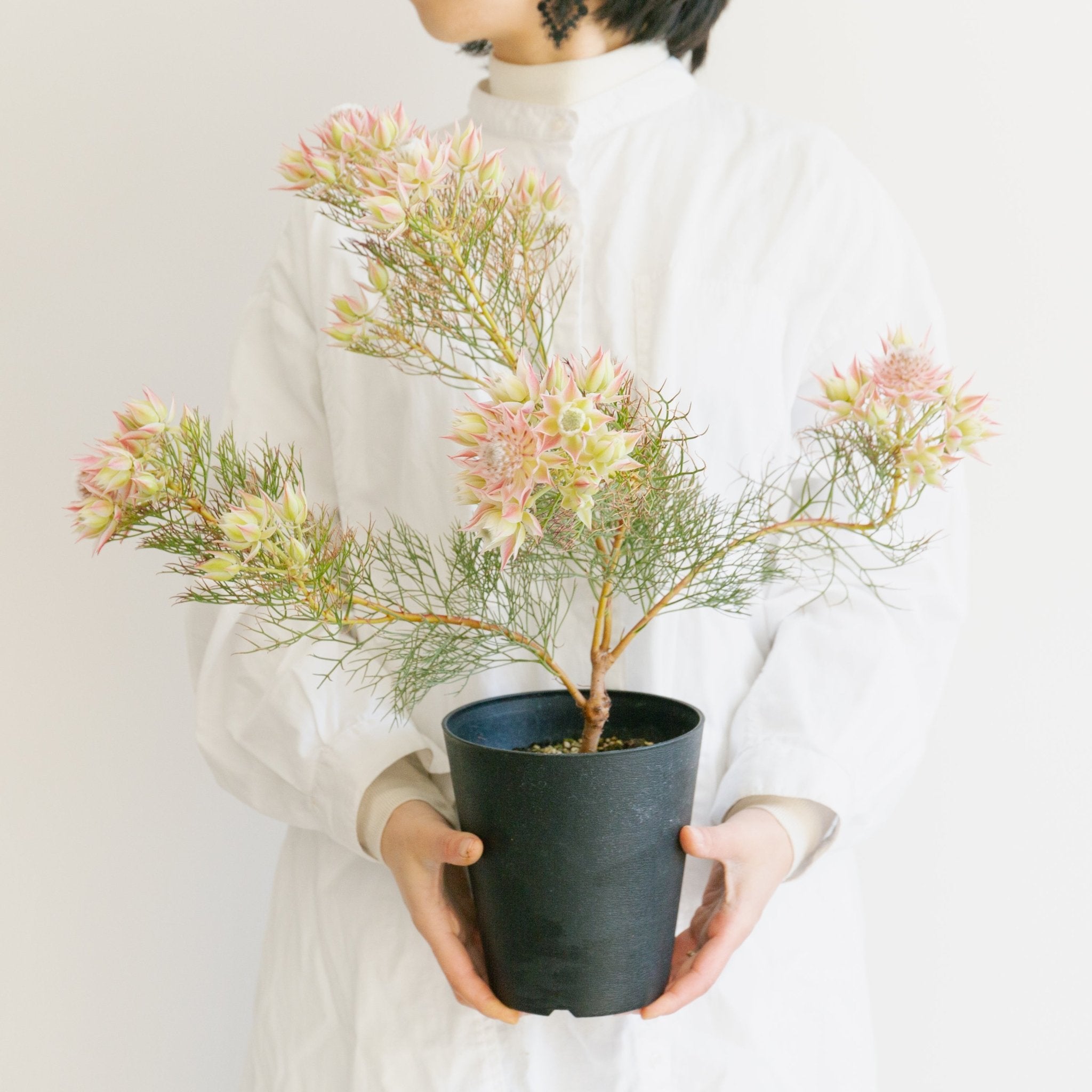 セルリア プリティピンクをオーダーするならFlower&Plants tette │ 「手から手へ、想いを運ぶフラワーショップ」【板橋駅徒歩4分】【熟練フローリスト夫婦が運営】【最短2営業日で発送】【24時間365日注文OK】【ギフトは3300円〜】フラワーギフトを手から手へ、想いを込めたブーケやアレンジメントで大切な人に感謝と愛情を。シーンや用途に合わせて選びやすい豊富な種