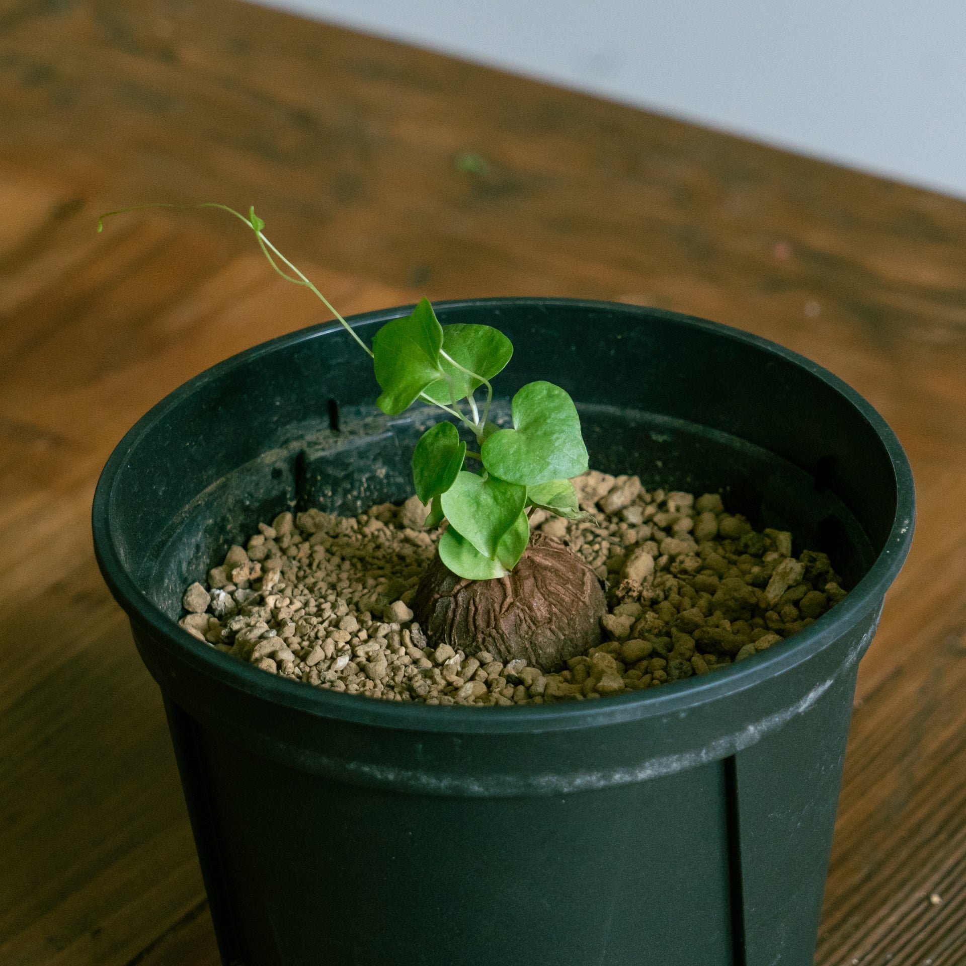 亀甲竜をオーダーするならFlower&Plants tette │ 「手から手へ、想いを運ぶフラワーショップ」【板橋駅徒歩4分】【熟練フローリスト夫婦が運営】【最短2営業日で発送】【24時間365日注文OK】【ギフトは3300円〜】フラワーギフトを手から手へ、想いを込めたブーケやアレンジメントで大切な人に感謝と愛情を。シーンや用途に合わせて選びやすい豊富な種