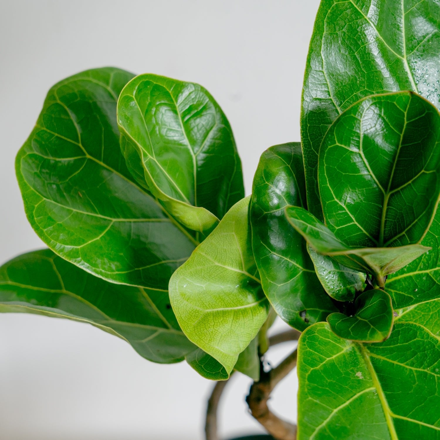 フィカス バンビーノをオーダーするならFlower&Plants tette │ 「手から手へ、想いを運ぶフラワーショップ」【板橋駅徒歩4分】【熟練フローリスト夫婦が運営】【最短2営業日で発送】【24時間365日注文OK】【ギフトは3300円〜】フラワーギフトを手から手へ、想いを込めたブーケやアレンジメントで大切な人に感謝と愛情を。シーンや用途に合わせて選びやすい豊富な種