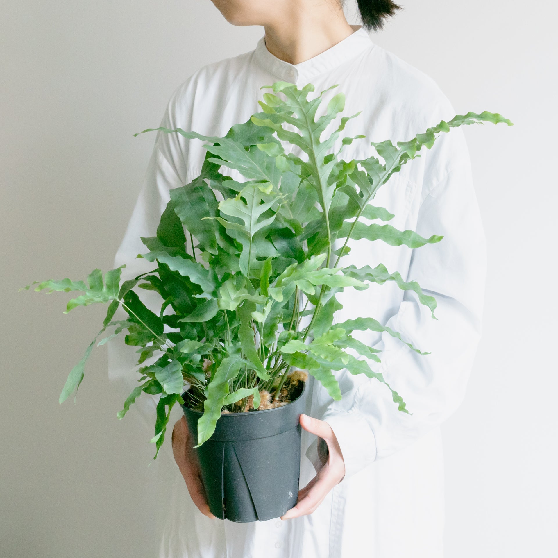 フレポディウム ブルースターをオーダーするならFlower&Plants tette │ 「手から手へ、想いを運ぶフラワーショップ」【板橋駅徒歩4分】【熟練フローリスト夫婦が運営】【最短2営業日で発送】【24時間365日注文OK】【ギフトは3300円〜】フラワーギフトを手から手へ、想いを込めたブーケやアレンジメントで大切な人に感謝と愛情を。シーンや用途に合わせて選びやすい豊富な種