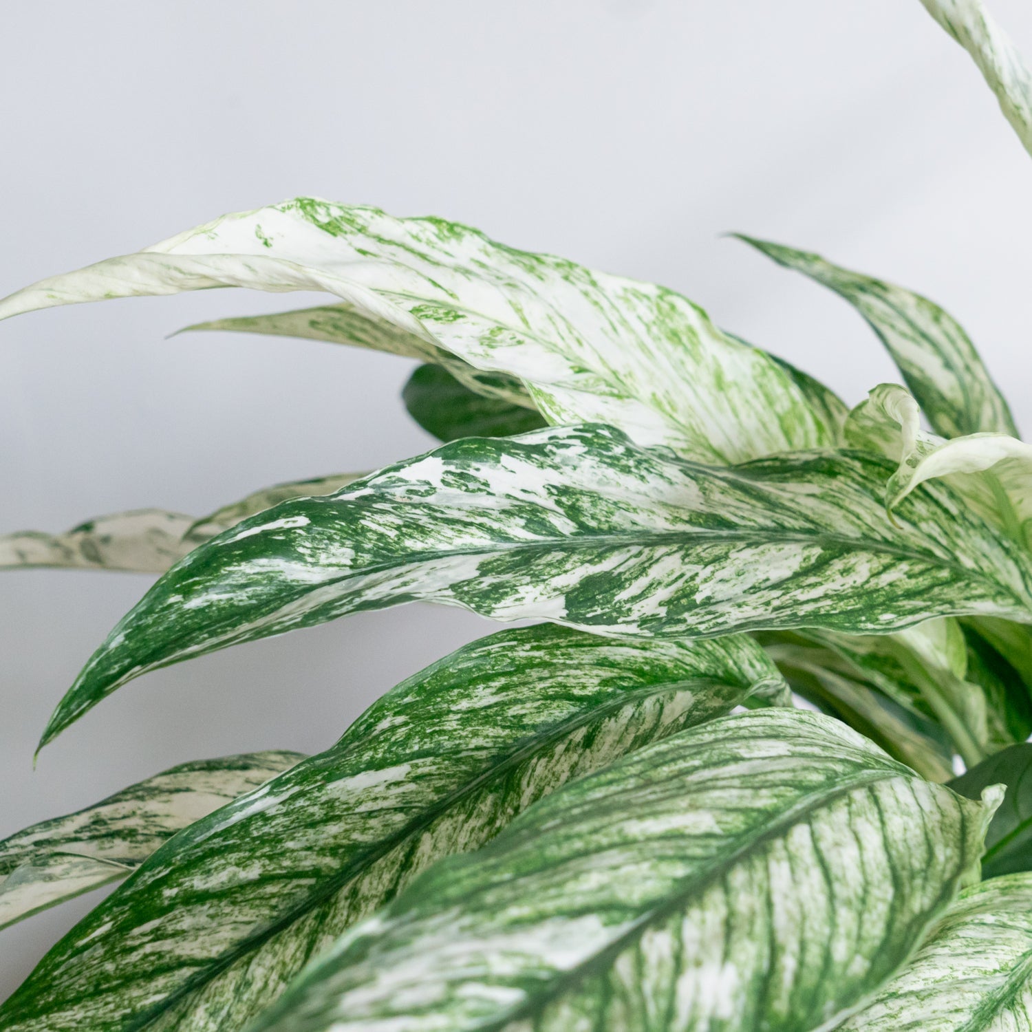 スパティフィラム・センセーション バリエガータをオーダーするならFlower&Plants tette │ 「手から手へ、想いを運ぶフラワーショップ」【板橋駅徒歩4分】【熟練フローリスト夫婦が運営】【最短2営業日で発送】【24時間365日注文OK】【ギフトは3300円〜】フラワーギフトを手から手へ、想いを込めたブーケやアレンジメントで大切な人に感謝と愛情を。シーンや用途に合わせて選びやすい豊富な種