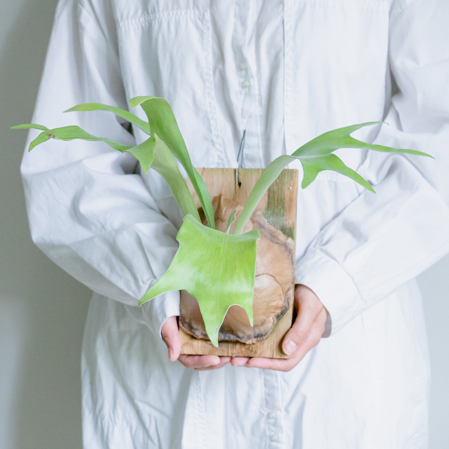 ビカクシダ ヒリーをオーダーするならFlower&Plants tette │ 「手から手へ、想いを運ぶフラワーショップ」【板橋駅徒歩4分】【熟練フローリスト夫婦が運営】【最短2営業日で発送】【24時間365日注文OK】【ギフトは3300円〜】フラワーギフトを手から手へ、想いを込めたブーケやアレンジメントで大切な人に感謝と愛情を。シーンや用途に合わせて選びやすい豊富な種