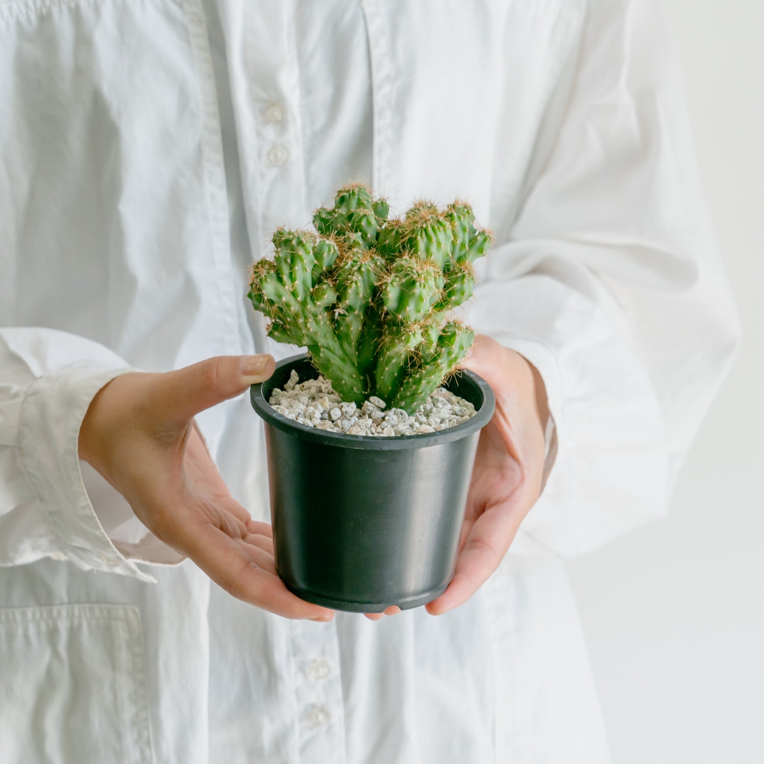 サボテン 金獅子をオーダーするならFlower&Plants tette │ 「手から手へ、想いを運ぶフラワーショップ」【板橋駅徒歩4分】【熟練フローリスト夫婦が運営】【最短2営業日で発送】【24時間365日注文OK】【ギフトは3300円〜】フラワーギフトを手から手へ、想いを込めたブーケやアレンジメントで大切な人に感謝と愛情を。シーンや用途に合わせて選びやすい豊富な種