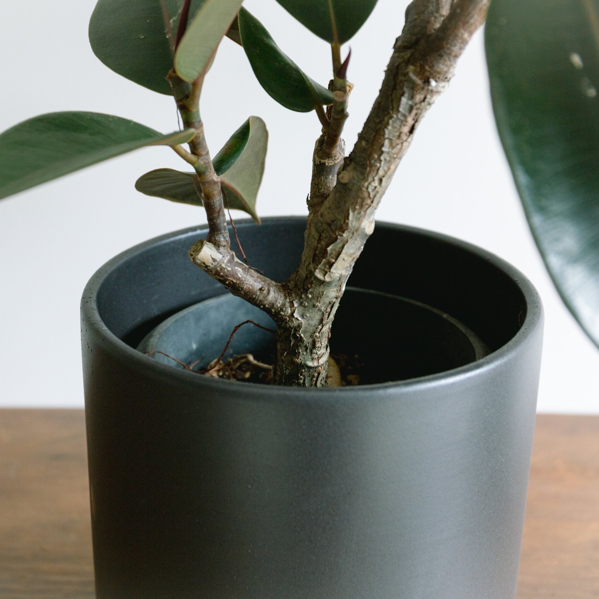 パラドックトールをオーダーするならFlower&Plants tette │ 「手から手へ、想いを運ぶフラワーショップ」【板橋駅徒歩4分】【熟練フローリスト夫婦が運営】【最短2営業日で発送】【24時間365日注文OK】【ギフトは3300円〜】フラワーギフトを手から手へ、想いを込めたブーケやアレンジメントで大切な人に感謝と愛情を。シーンや用途に合わせて選びやすい豊富な種