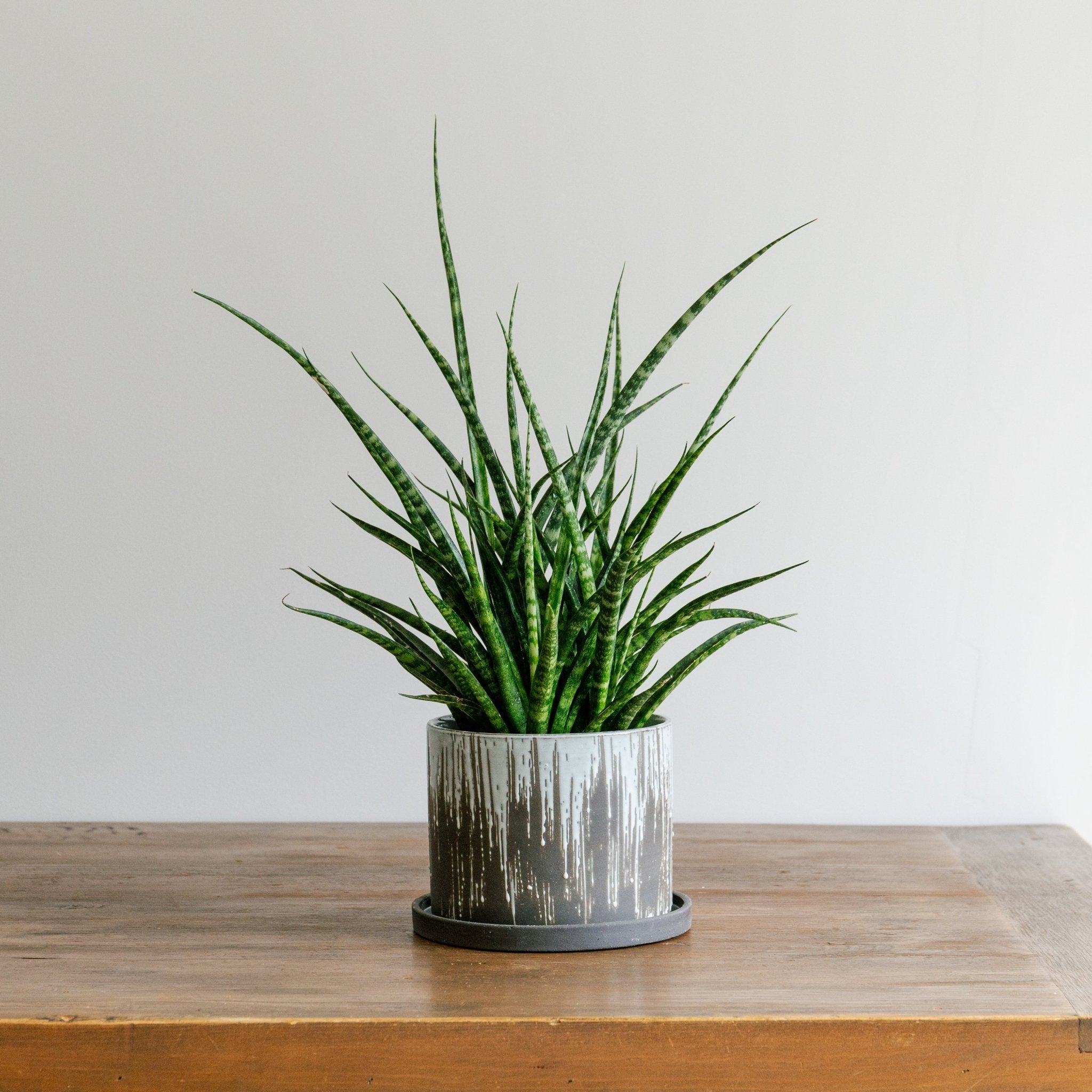 ベイト ラウンドをオーダーするならFlower&Plants tette │ 「手から手へ、想いを運ぶフラワーショップ」【板橋駅徒歩4分】【熟練フローリスト夫婦が運営】【最短2営業日で発送】【24時間365日注文OK】【ギフトは3300円〜】フラワーギフトを手から手へ、想いを込めたブーケやアレンジメントで大切な人に感謝と愛情を。シーンや用途に合わせて選びやすい豊富な種