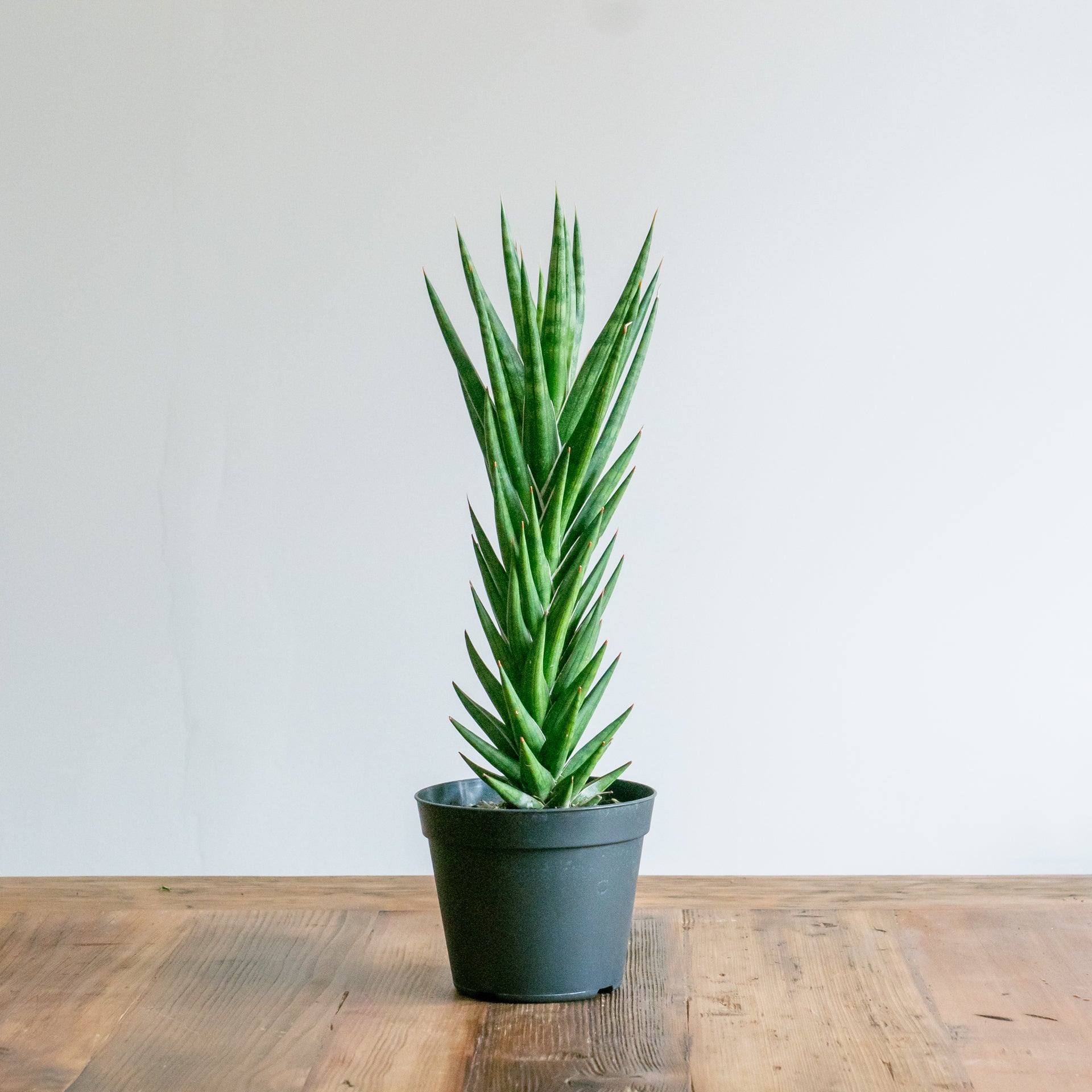 サンスベリア フランシンをオーダーするならFlower&Plants tette │ 「手から手へ、想いを運ぶフラワーショップ」【板橋駅徒歩4分】【熟練フローリスト夫婦が運営】【最短2営業日で発送】【24時間365日注文OK】【ギフトは3300円〜】フラワーギフトを手から手へ、想いを込めたブーケやアレンジメントで大切な人に感謝と愛情を。シーンや用途に合わせて選びやすい豊富な種