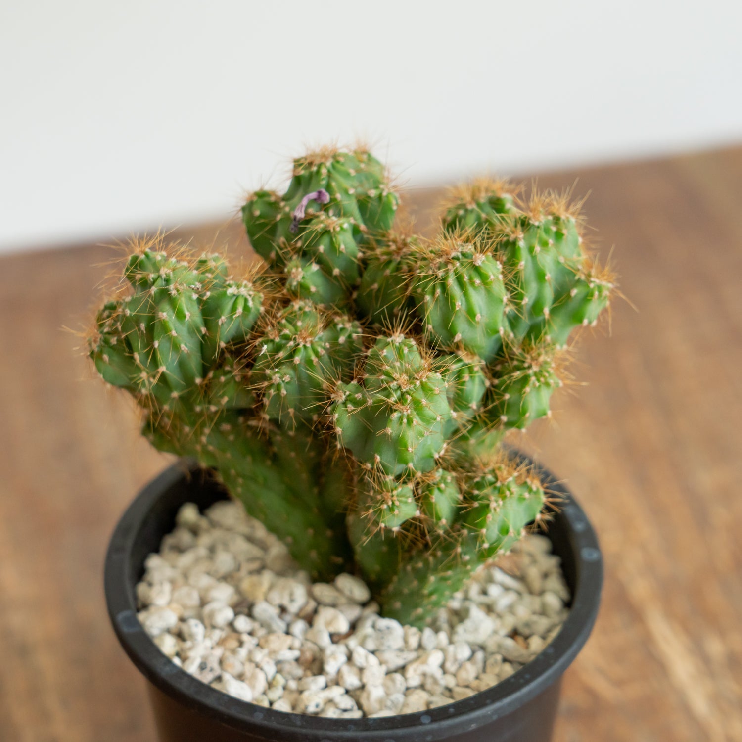 サボテン 金獅子をオーダーするならFlower&Plants tette │ 「手から手へ、想いを運ぶフラワーショップ」【板橋駅徒歩4分】【熟練フローリスト夫婦が運営】【最短2営業日で発送】【24時間365日注文OK】【ギフトは3300円〜】フラワーギフトを手から手へ、想いを込めたブーケやアレンジメントで大切な人に感謝と愛情を。シーンや用途に合わせて選びやすい豊富な種