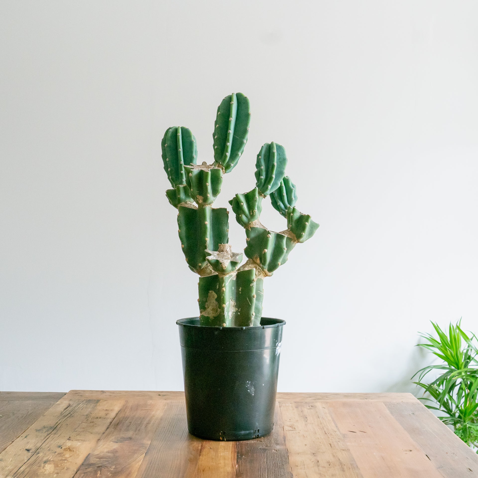 父の日ギフト用 観葉植物をオーダーするならFlower&Plants tette │ 「手から手へ、想いを運ぶフラワーショップ」【板橋駅徒歩4分】【熟練フローリスト夫婦が運営】【最短2営業日で発送】【24時間365日注文OK】【ギフトは3300円〜】フラワーギフトを手から手へ、想いを込めたブーケやアレンジメントで大切な人に感謝と愛情を。シーンや用途に合わせて選びやすい豊富な種