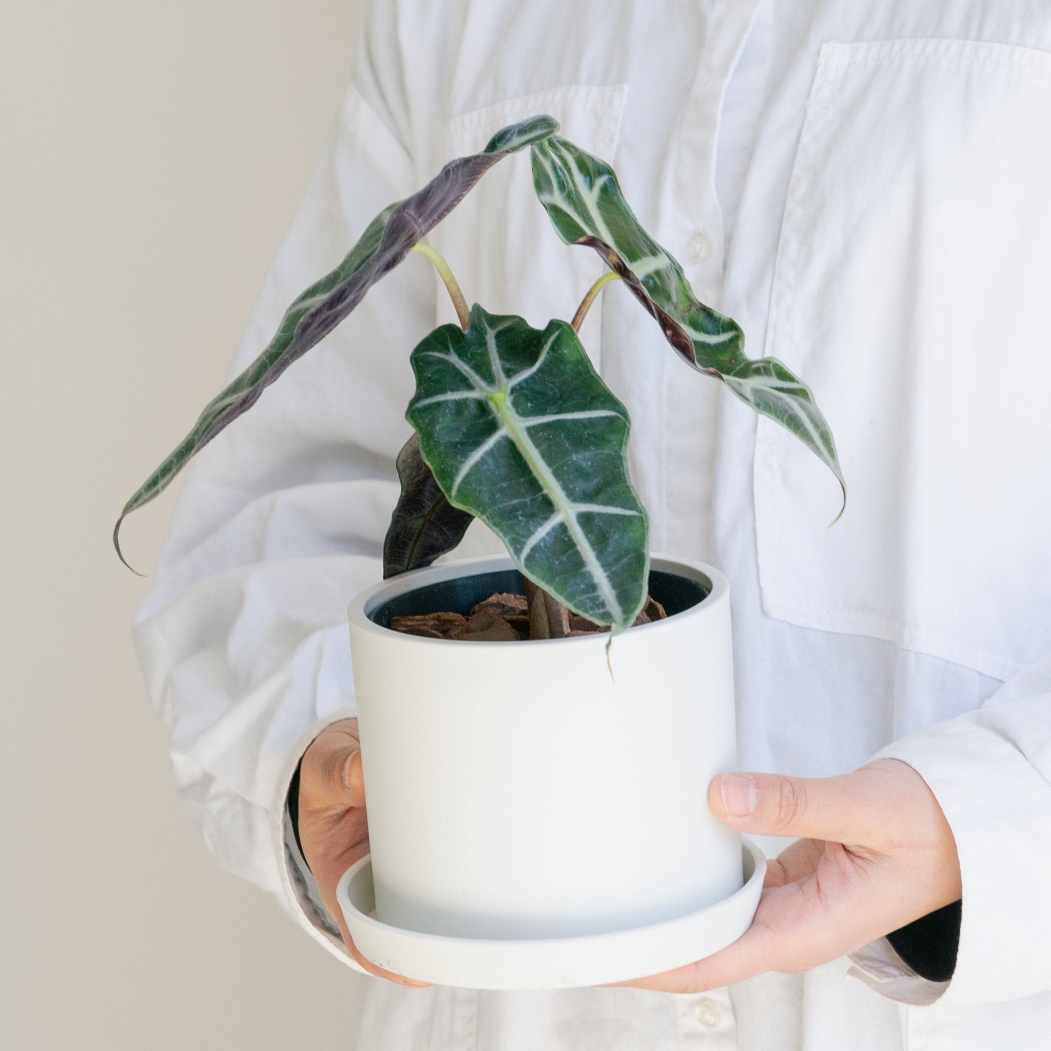 アロカシア アマゾニアをオーダーするならFlower&Plants tette │ 「手から手へ、想いを運ぶフラワーショップ」【板橋駅徒歩4分】【熟練フローリスト夫婦が運営】【最短2営業日で発送】【24時間365日注文OK】【ギフトは3300円〜】フラワーギフトを手から手へ、想いを込めたブーケやアレンジメントで大切な人に感謝と愛情を。シーンや用途に合わせて選びやすい豊富な種