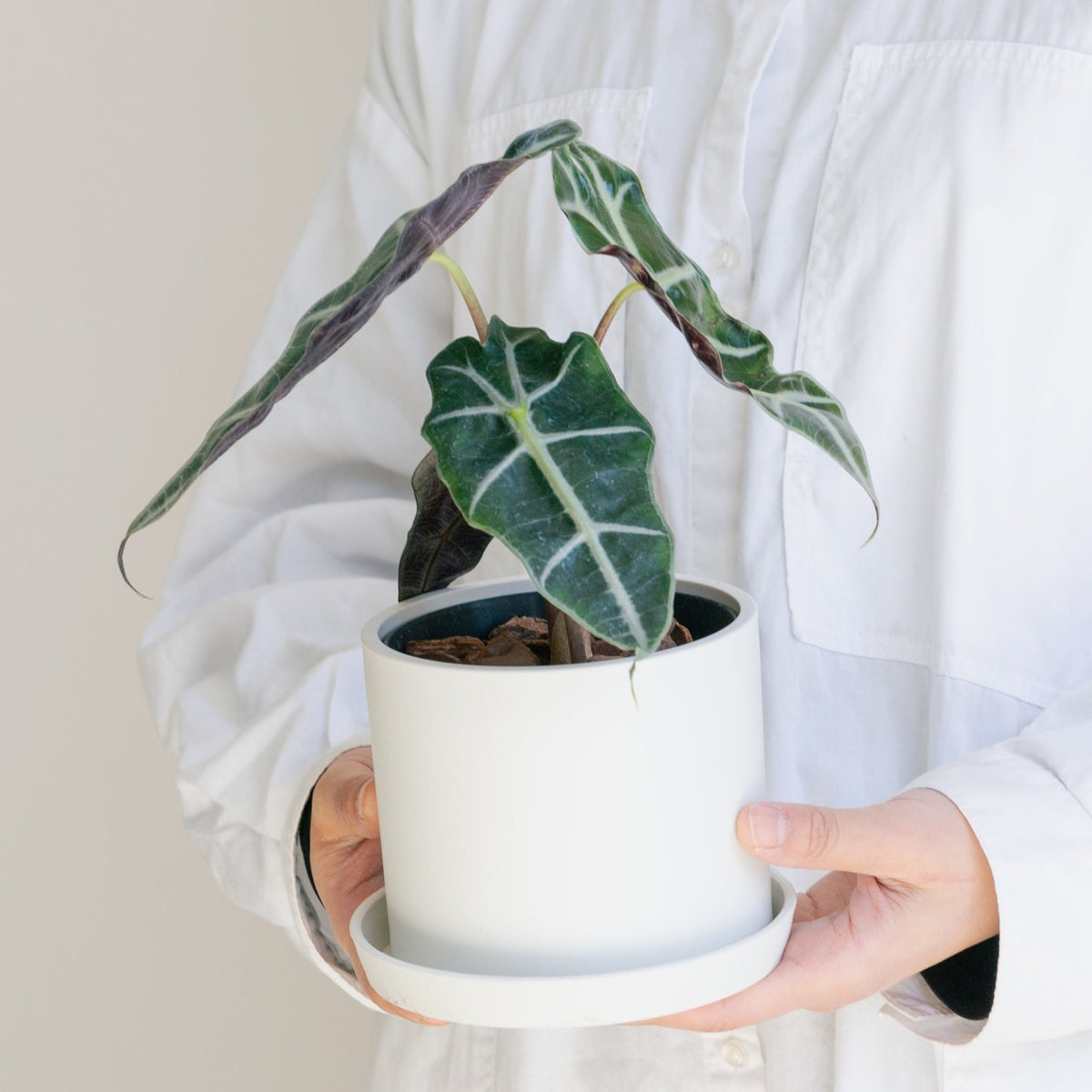 アロカシア アマゾニアをオーダーするならFlower&Plants tette │ 「手から手へ、想いを運ぶフラワーショップ」【板橋駅徒歩4分】【熟練フローリスト夫婦が運営】【最短2営業日で発送】【24時間365日注文OK】【ギフトは3300円〜】フラワーギフトを手から手へ、想いを込めたブーケやアレンジメントで大切な人に感謝と愛情を。シーンや用途に合わせて選びやすい豊富な種