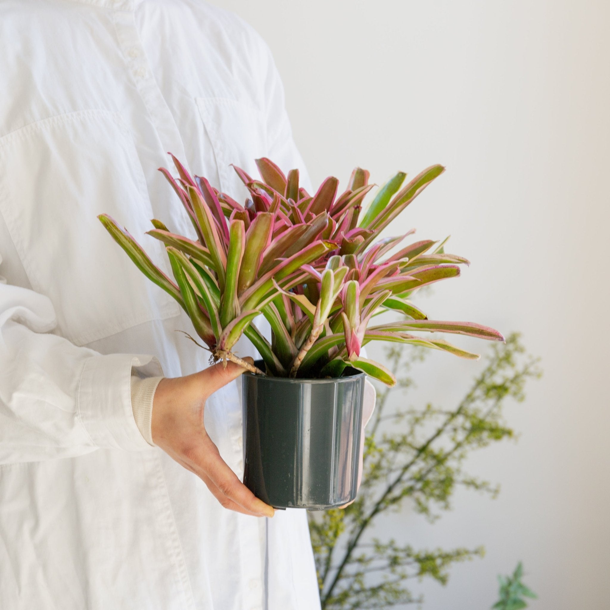 ネオレゲリア・ファイアーボールをオーダーするならFlower&Plants tette │ 「手から手へ、想いを運ぶフラワーショップ」【板橋駅徒歩4分】【熟練フローリスト夫婦が運営】【最短2営業日で発送】【24時間365日注文OK】【ギフトは3300円〜】フラワーギフトを手から手へ、想いを込めたブーケやアレンジメントで大切な人に感謝と愛情を。シーンや用途に合わせて選びやすい豊富な種