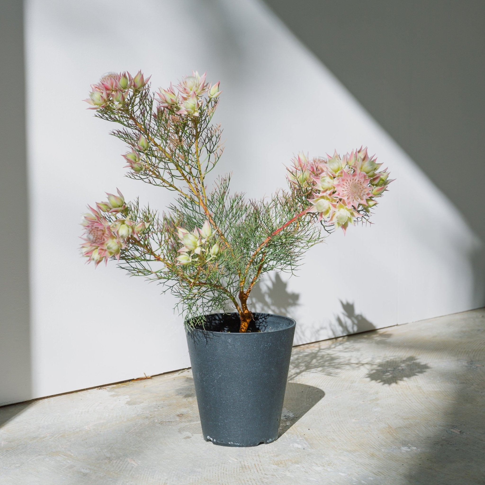 セルリア プリティピンクをオーダーするならFlower&Plants tette │ 「手から手へ、想いを運ぶフラワーショップ」【板橋駅徒歩4分】【熟練フローリスト夫婦が運営】【最短2営業日で発送】【24時間365日注文OK】【ギフトは3300円〜】フラワーギフトを手から手へ、想いを込めたブーケやアレンジメントで大切な人に感謝と愛情を。シーンや用途に合わせて選びやすい豊富な種