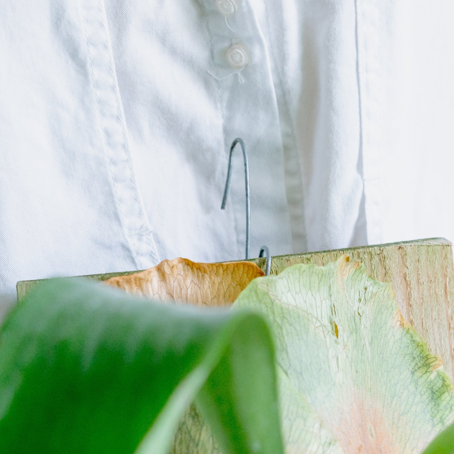 ビカクシダ ヒリーをオーダーするならFlower&Plants tette │ 「手から手へ、想いを運ぶフラワーショップ」【板橋駅徒歩4分】【熟練フローリスト夫婦が運営】【最短2営業日で発送】【24時間365日注文OK】【ギフトは3300円〜】フラワーギフトを手から手へ、想いを込めたブーケやアレンジメントで大切な人に感謝と愛情を。シーンや用途に合わせて選びやすい豊富な種