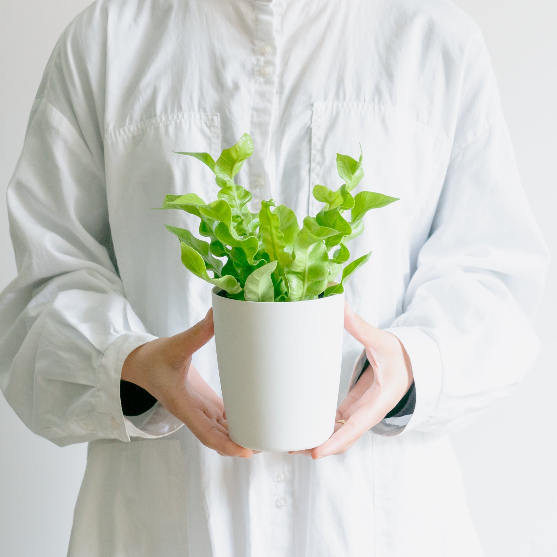 父の日ギフト用 観葉植物をオーダーするならFlower&Plants tette │ 「手から手へ、想いを運ぶフラワーショップ」【板橋駅徒歩4分】【熟練フローリスト夫婦が運営】【最短2営業日で発送】【24時間365日注文OK】【ギフトは3300円〜】フラワーギフトを手から手へ、想いを込めたブーケやアレンジメントで大切な人に感謝と愛情を。シーンや用途に合わせて選びやすい豊富な種