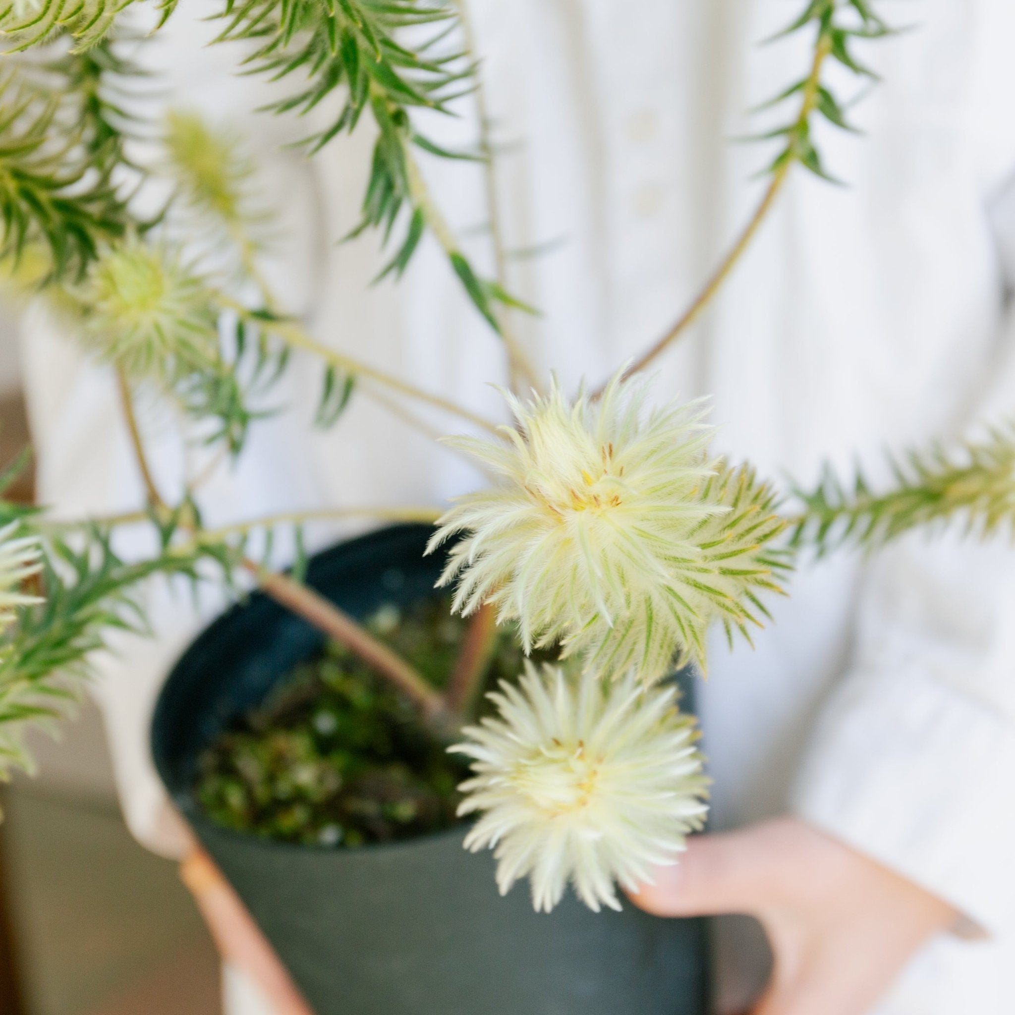 フィリカをオーダーするならFlower&Plants tette │ 「手から手へ、想いを運ぶフラワーショップ」【板橋駅徒歩4分】【熟練フローリスト夫婦が運営】【最短2営業日で発送】【24時間365日注文OK】【ギフトは3300円〜】フラワーギフトを手から手へ、想いを込めたブーケやアレンジメントで大切な人に感謝と愛情を。シーンや用途に合わせて選びやすい豊富な種