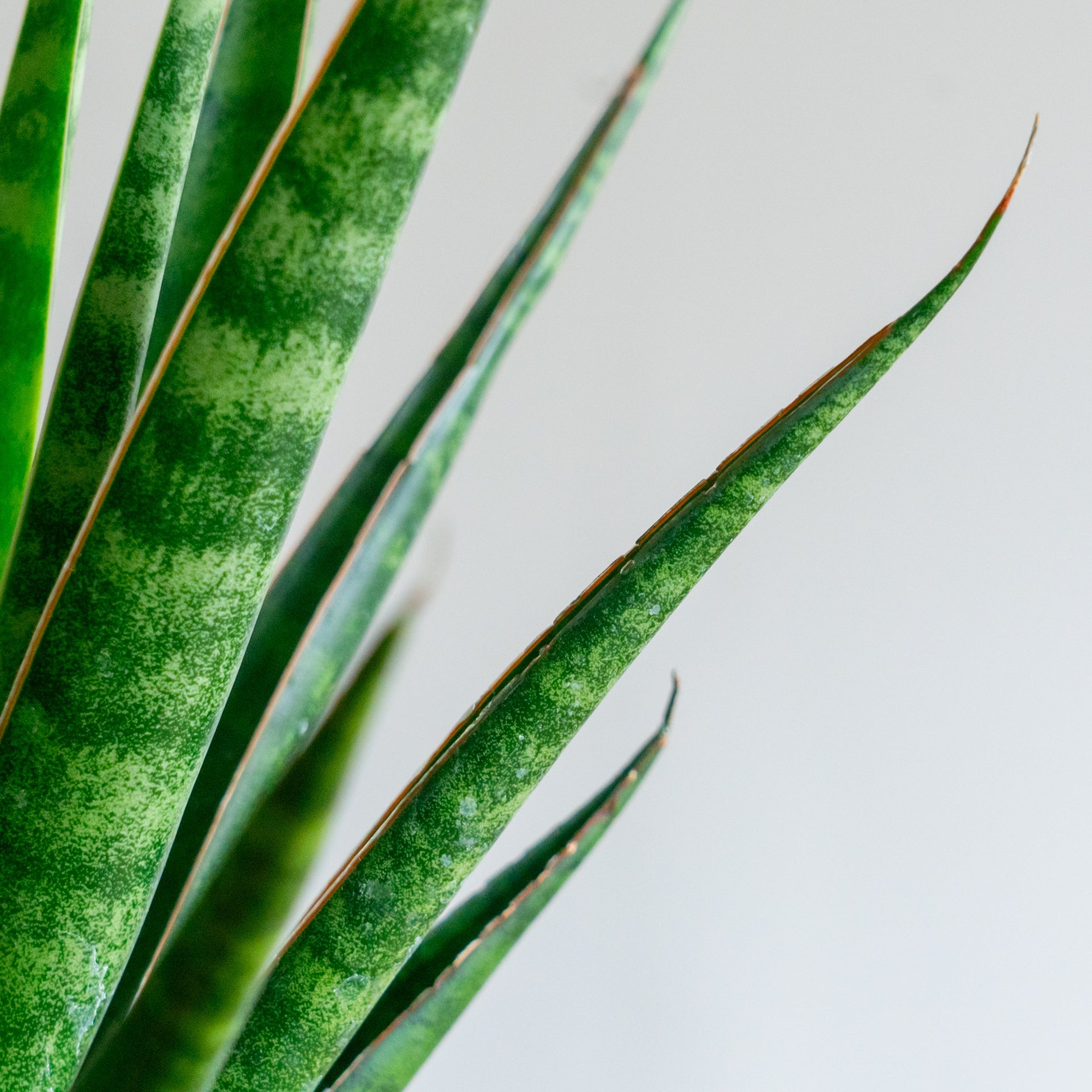 サンスベリア ビースリーをオーダーするならFlower&Plants tette │ 「手から手へ、想いを運ぶフラワーショップ」【板橋駅徒歩4分】【熟練フローリスト夫婦が運営】【最短2営業日で発送】【24時間365日注文OK】【ギフトは3300円〜】フラワーギフトを手から手へ、想いを込めたブーケやアレンジメントで大切な人に感謝と愛情を。シーンや用途に合わせて選びやすい豊富な種