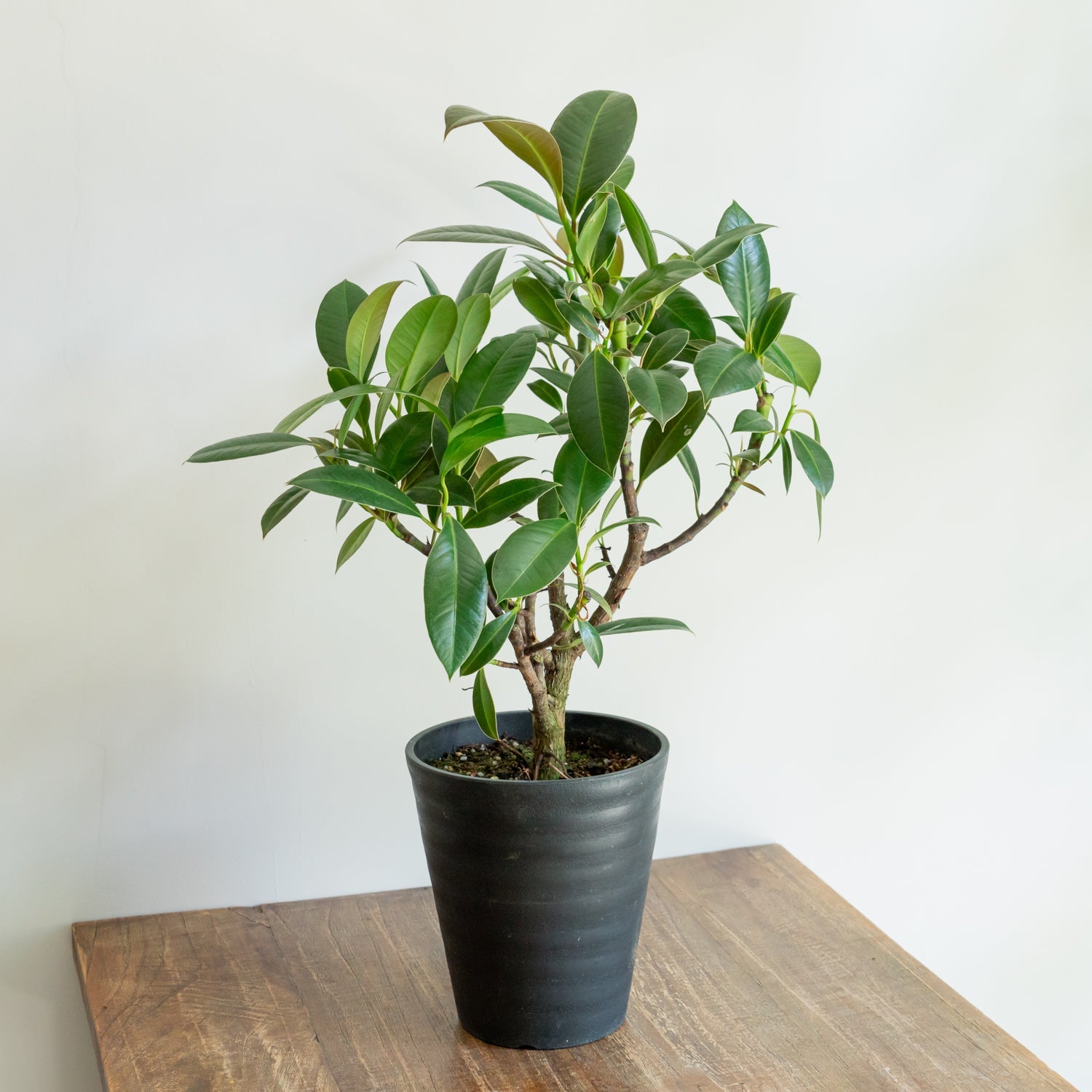 フィカス メラニーをオーダーするならFlower&Plants tette │ 「手から手へ、想いを運ぶフラワーショップ」【板橋駅徒歩4分】【熟練フローリスト夫婦が運営】【最短2営業日で発送】【24時間365日注文OK】【ギフトは3300円〜】フラワーギフトを手から手へ、想いを込めたブーケやアレンジメントで大切な人に感謝と愛情を。シーンや用途に合わせて選びやすい豊富な種