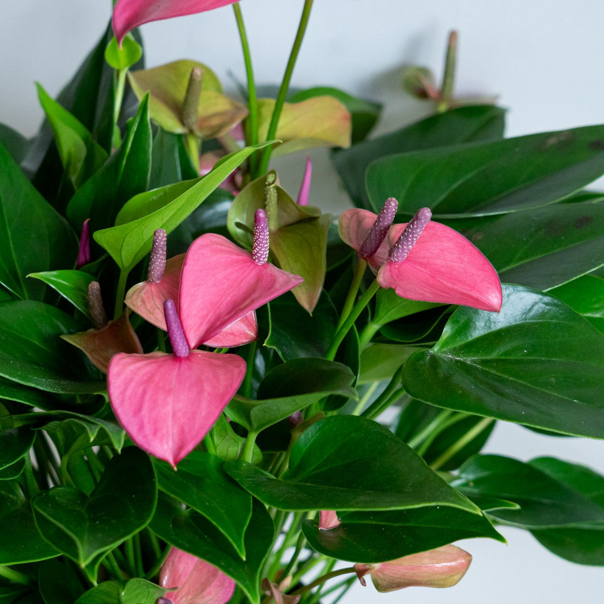 アンスリウム ローズをオーダーするならFlower&Plants tette │ 「手から手へ、想いを運ぶフラワーショップ」【板橋駅徒歩4分】【熟練フローリスト夫婦が運営】【最短2営業日で発送】【24時間365日注文OK】【ギフトは3300円〜】フラワーギフトを手から手へ、想いを込めたブーケやアレンジメントで大切な人に感謝と愛情を。シーンや用途に合わせて選びやすい豊富な種
