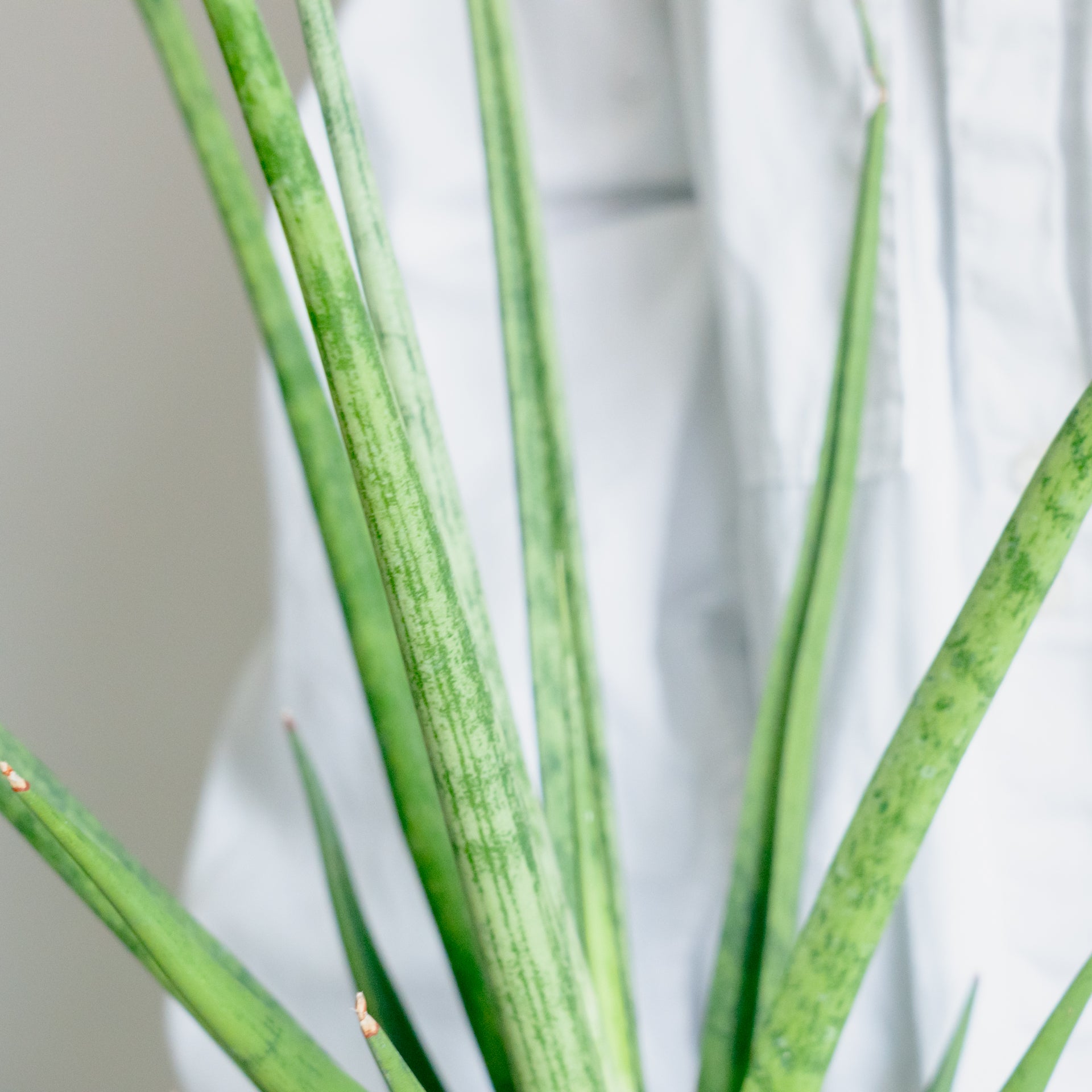 サンスベリアトムグラシリスをオーダーするならFlower&Plants tette │ 「手から手へ、想いを運ぶフラワーショップ」【板橋駅徒歩4分】【熟練フローリスト夫婦が運営】【最短2営業日で発送】【24時間365日注文OK】【ギフトは3300円〜】フラワーギフトを手から手へ、想いを込めたブーケやアレンジメントで大切な人に感謝と愛情を。シーンや用途に合わせて選びやすい豊富な種