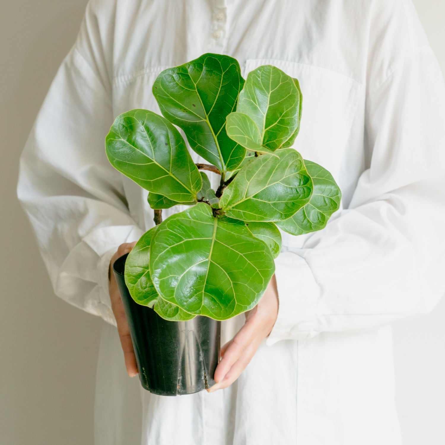 フィカス バンビーノをオーダーするならFlower&Plants tette │ 「手から手へ、想いを運ぶフラワーショップ」【板橋駅徒歩4分】【熟練フローリスト夫婦が運営】【最短2営業日で発送】【24時間365日注文OK】【ギフトは3300円〜】フラワーギフトを手から手へ、想いを込めたブーケやアレンジメントで大切な人に感謝と愛情を。シーンや用途に合わせて選びやすい豊富な種