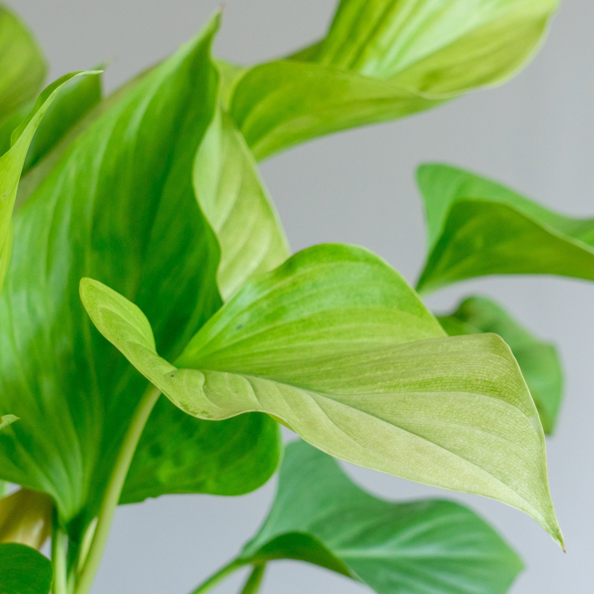 ホマロメナサンシャインジェムをオーダーするならFlower&Plants tette │ 「手から手へ、想いを運ぶフラワーショップ」【板橋駅徒歩4分】【熟練フローリスト夫婦が運営】【最短2営業日で発送】【24時間365日注文OK】【ギフトは3300円〜】フラワーギフトを手から手へ、想いを込めたブーケやアレンジメントで大切な人に感謝と愛情を。シーンや用途に合わせて選びやすい豊富な種