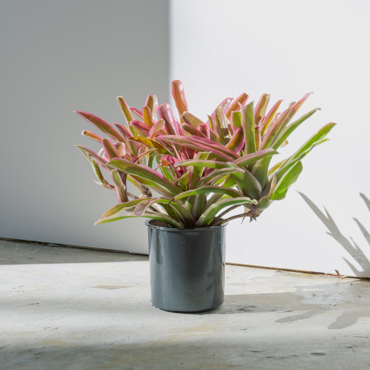ネオレゲリア・ファイアーボールをオーダーするならFlower&Plants tette │ 「手から手へ、想いを運ぶフラワーショップ」【板橋駅徒歩4分】【熟練フローリスト夫婦が運営】【最短2営業日で発送】【24時間365日注文OK】【ギフトは3300円〜】フラワーギフトを手から手へ、想いを込めたブーケやアレンジメントで大切な人に感謝と愛情を。シーンや用途に合わせて選びやすい豊富な種