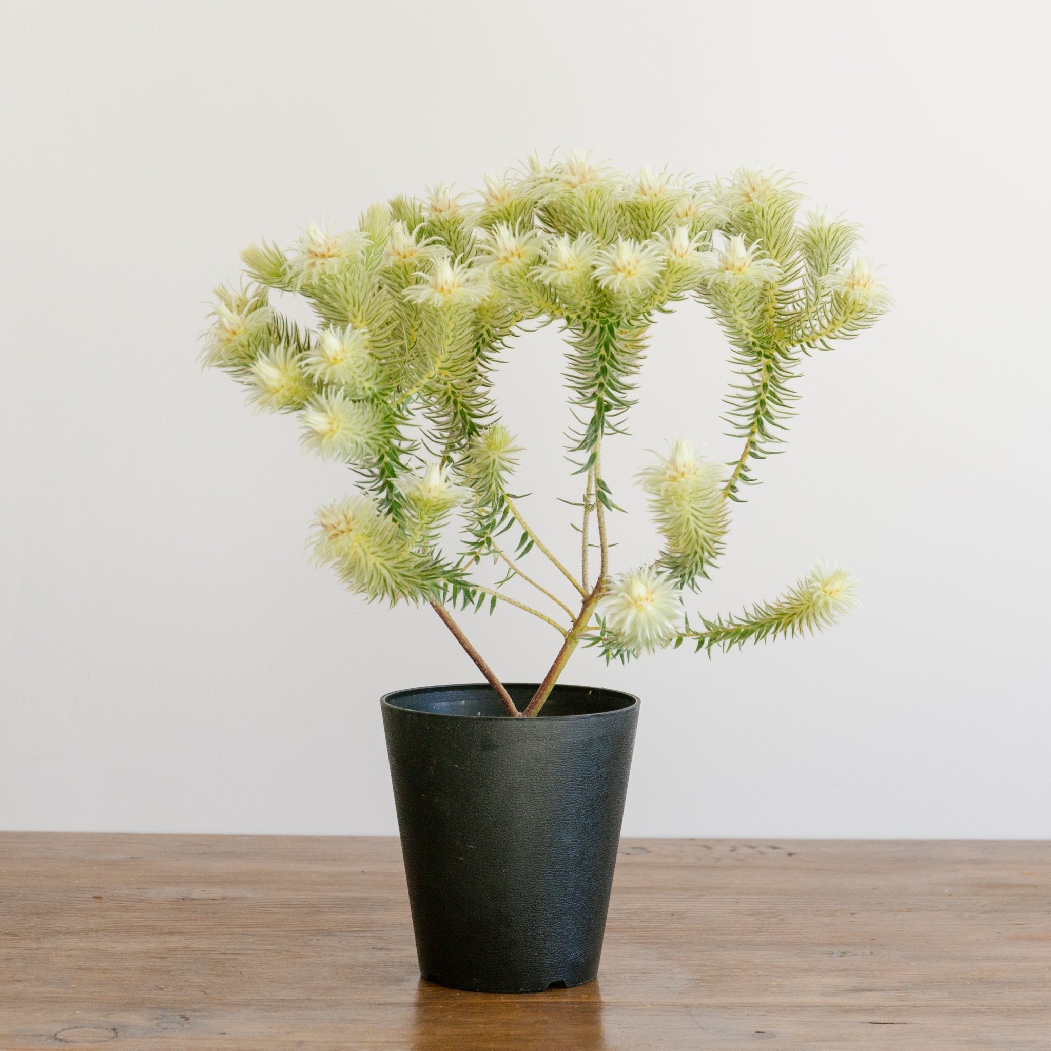 フィリカをオーダーするならFlower&Plants tette │ 「手から手へ、想いを運ぶフラワーショップ」【板橋駅徒歩4分】【熟練フローリスト夫婦が運営】【最短2営業日で発送】【24時間365日注文OK】【ギフトは3300円〜】フラワーギフトを手から手へ、想いを込めたブーケやアレンジメントで大切な人に感謝と愛情を。シーンや用途に合わせて選びやすい豊富な種