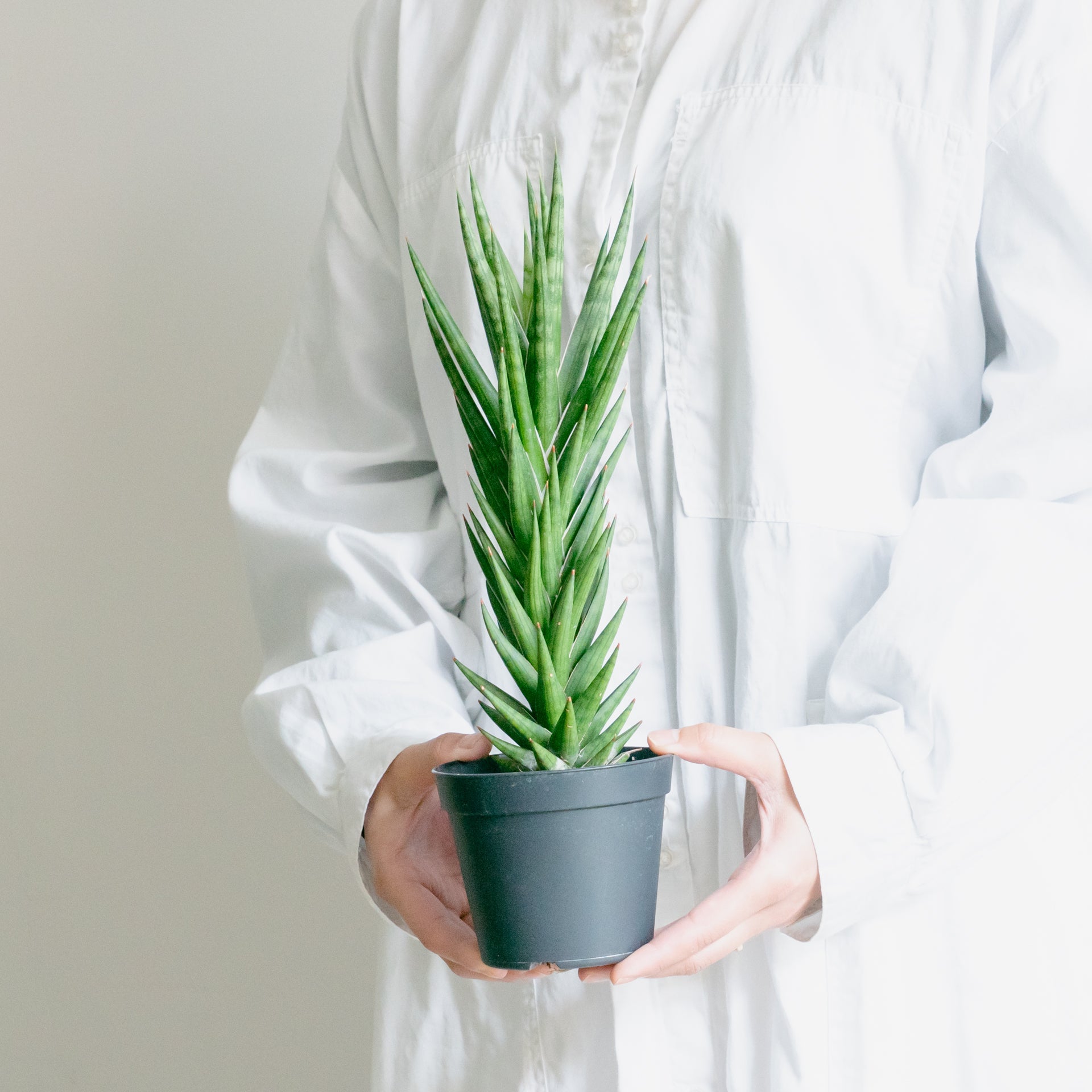 サンスベリア フランシンをオーダーするならFlower&Plants tette │ 「手から手へ、想いを運ぶフラワーショップ」【板橋駅徒歩4分】【熟練フローリスト夫婦が運営】【最短2営業日で発送】【24時間365日注文OK】【ギフトは3300円〜】フラワーギフトを手から手へ、想いを込めたブーケやアレンジメントで大切な人に感謝と愛情を。シーンや用途に合わせて選びやすい豊富な種