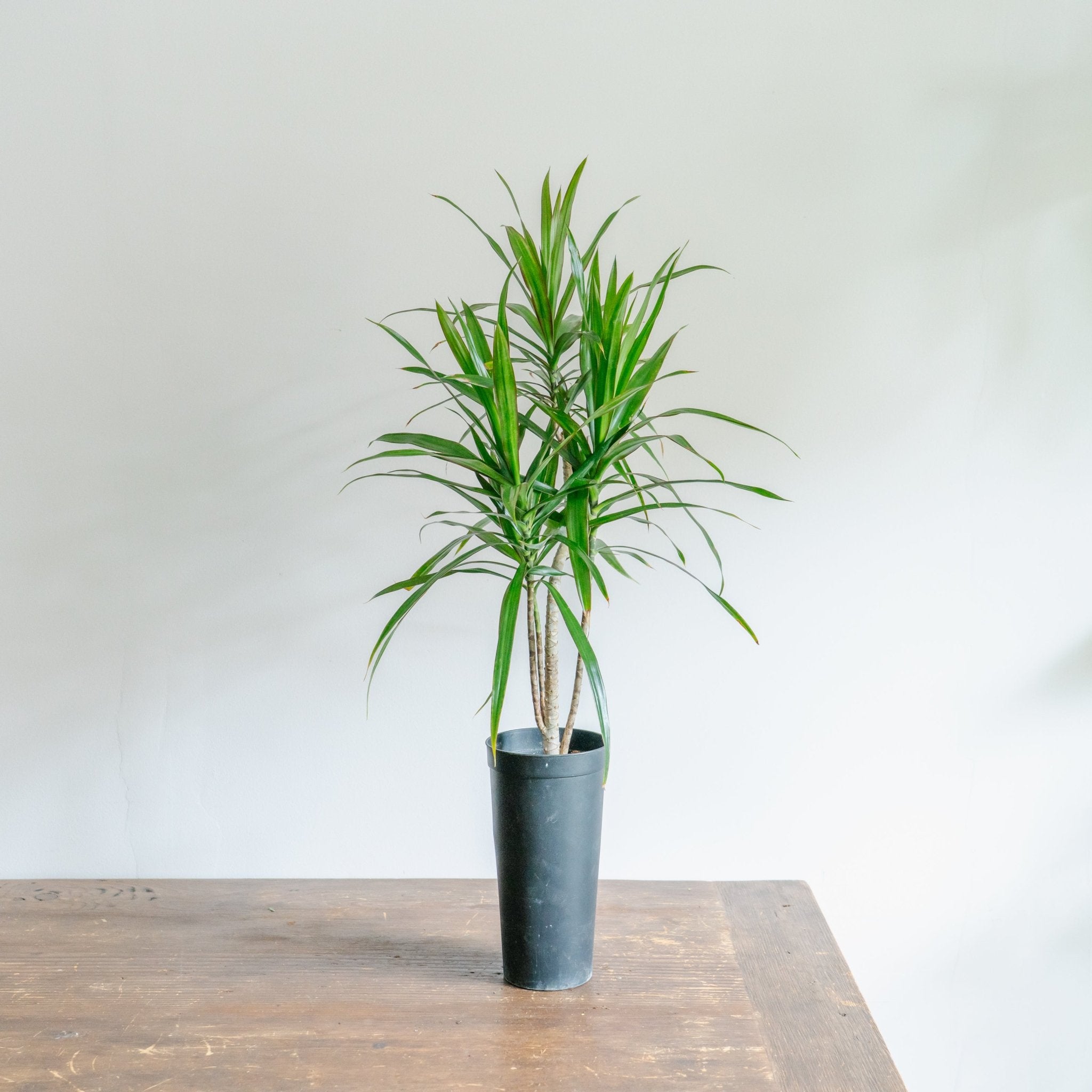 ドラセナ ナビーならFlower&Plants tette │「手から手へ、想いを運ぶ