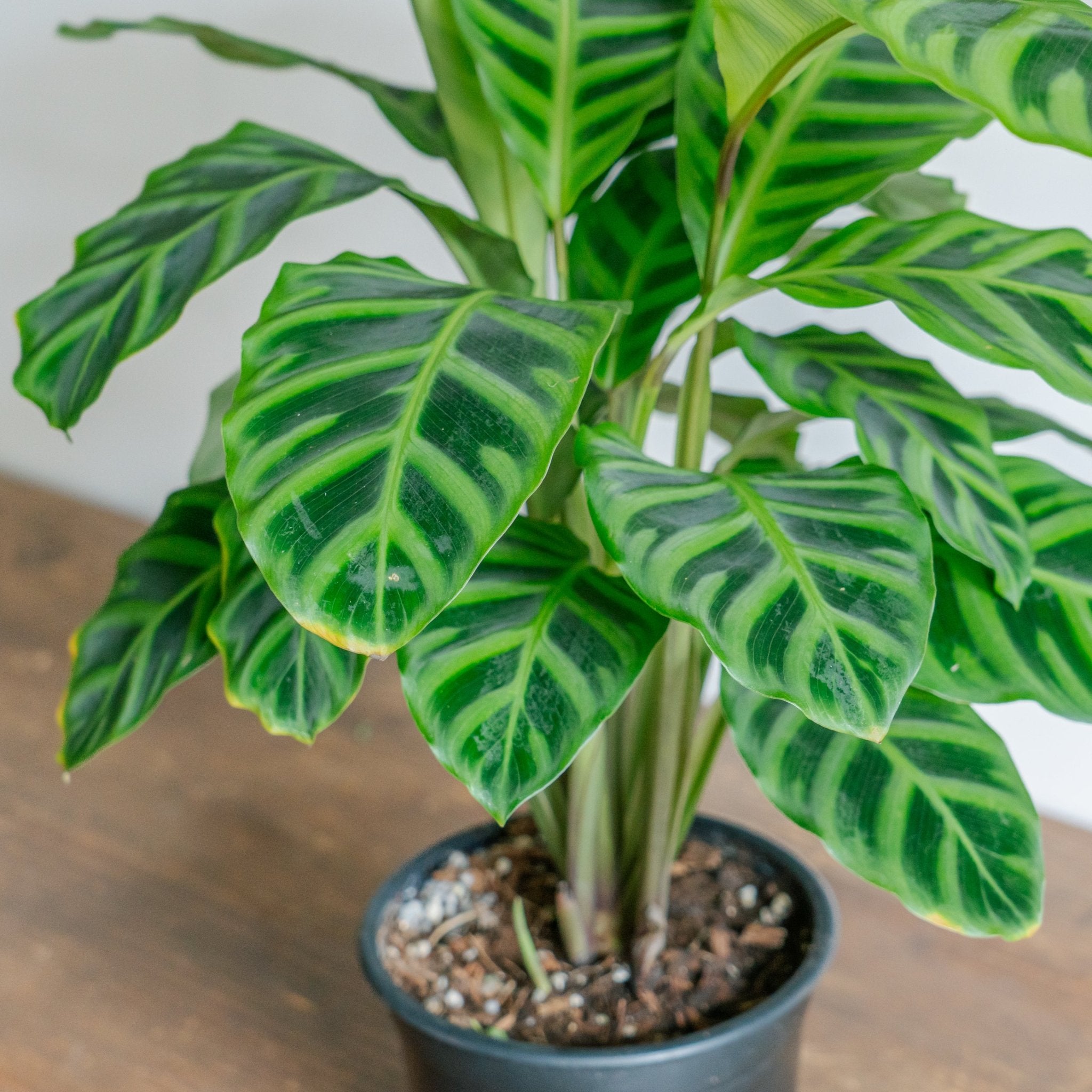 カラテア ゼブリナをオーダーするならFlower&Plants tette │ 「手から手へ、想いを運ぶフラワーショップ」【板橋駅徒歩4分】【熟練フローリスト夫婦が運営】【最短2営業日で発送】【24時間365日注文OK】【ギフトは3300円〜】フラワーギフトを手から手へ、想いを込めたブーケやアレンジメントで大切な人に感謝と愛情を。シーンや用途に合わせて選びやすい豊富な種