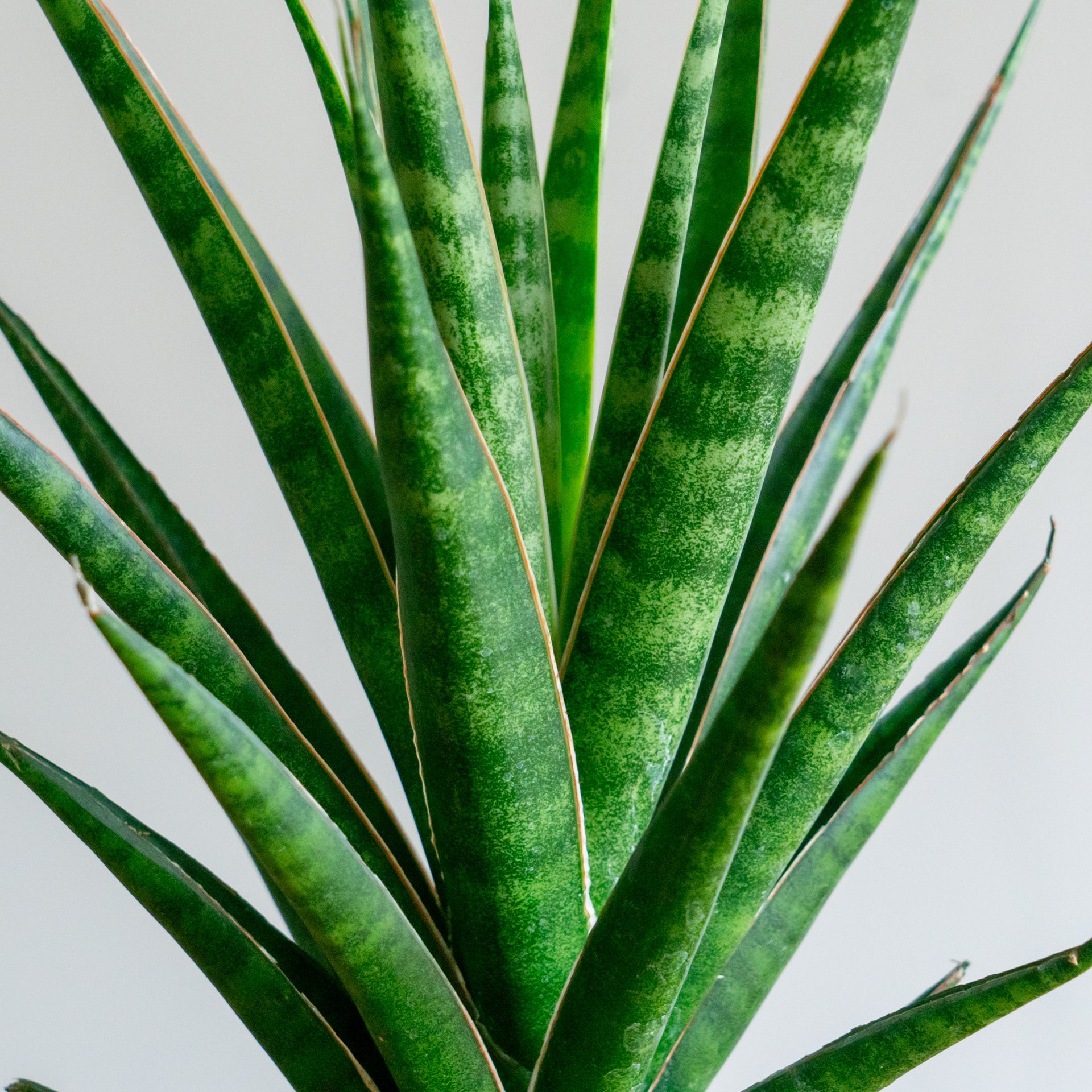 サンスベリア ビースリーをオーダーするならFlower&Plants tette │ 「手から手へ、想いを運ぶフラワーショップ」【板橋駅徒歩4分】【熟練フローリスト夫婦が運営】【最短2営業日で発送】【24時間365日注文OK】【ギフトは3300円〜】フラワーギフトを手から手へ、想いを込めたブーケやアレンジメントで大切な人に感謝と愛情を。シーンや用途に合わせて選びやすい豊富な種