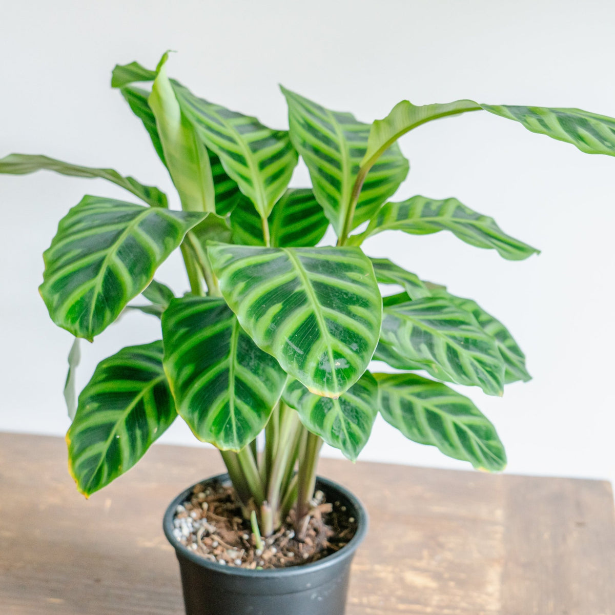 カラテア ゼブリナをオーダーするならFlower&Plants tette │ 「手から手へ、想いを運ぶフラワーショップ」【板橋駅徒歩4分】【熟練フローリスト夫婦が運営】【最短2営業日で発送】【24時間365日注文OK】【ギフトは3300円〜】フラワーギフトを手から手へ、想いを込めたブーケやアレンジメントで大切な人に感謝と愛情を。シーンや用途に合わせて選びやすい豊富な種