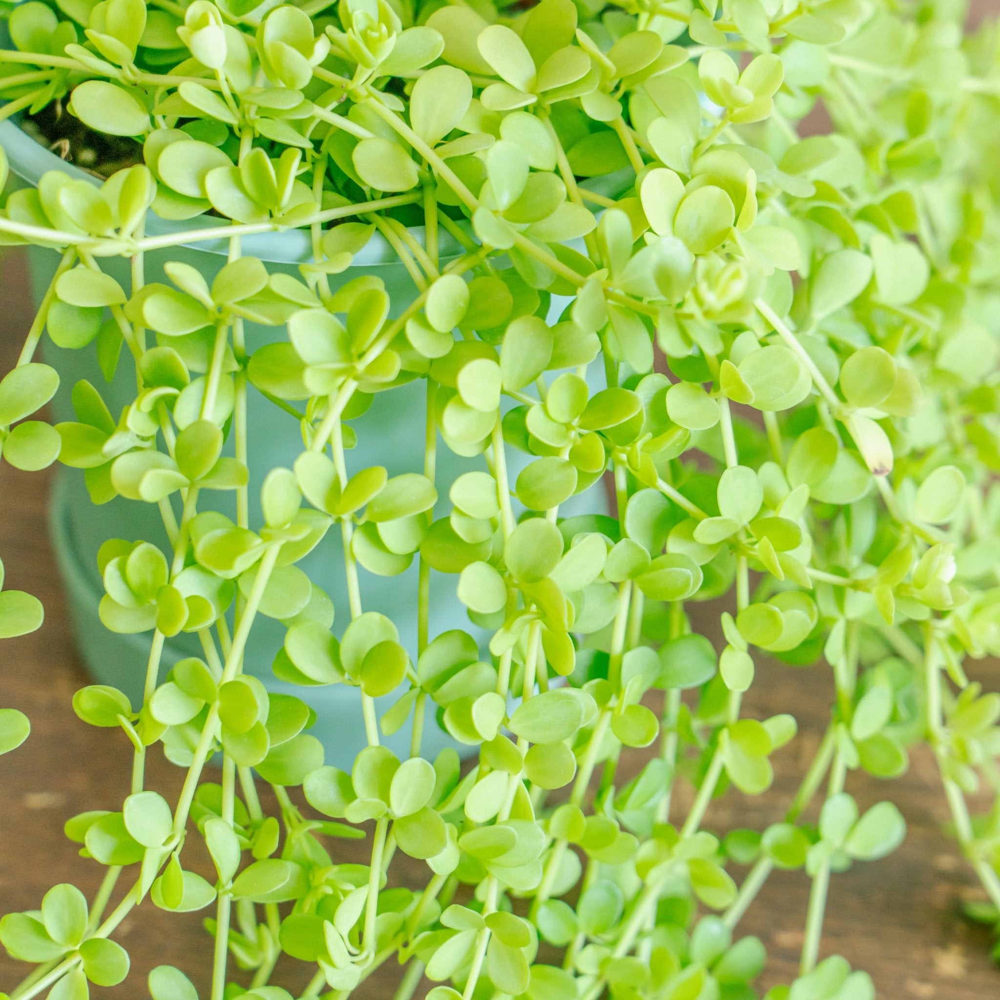 ペペロミア デビーナをオーダーするならFlower&Plants tette │ 「手から手へ、想いを運ぶフラワーショップ」【板橋駅徒歩4分】【熟練フローリスト夫婦が運営】【最短2営業日で発送】【24時間365日注文OK】【ギフトは3300円〜】フラワーギフトを手から手へ、想いを込めたブーケやアレンジメントで大切な人に感謝と愛情を。シーンや用途に合わせて選びやすい豊富な種